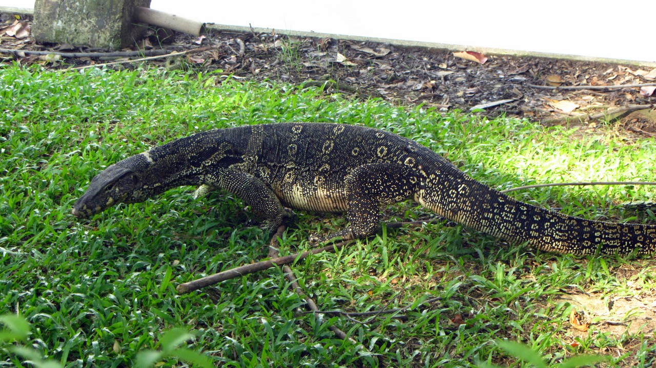 Varan im Park