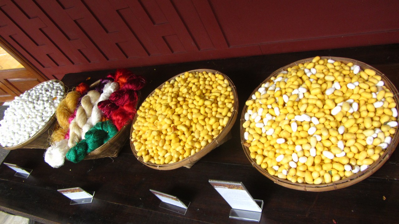Seidenkokons