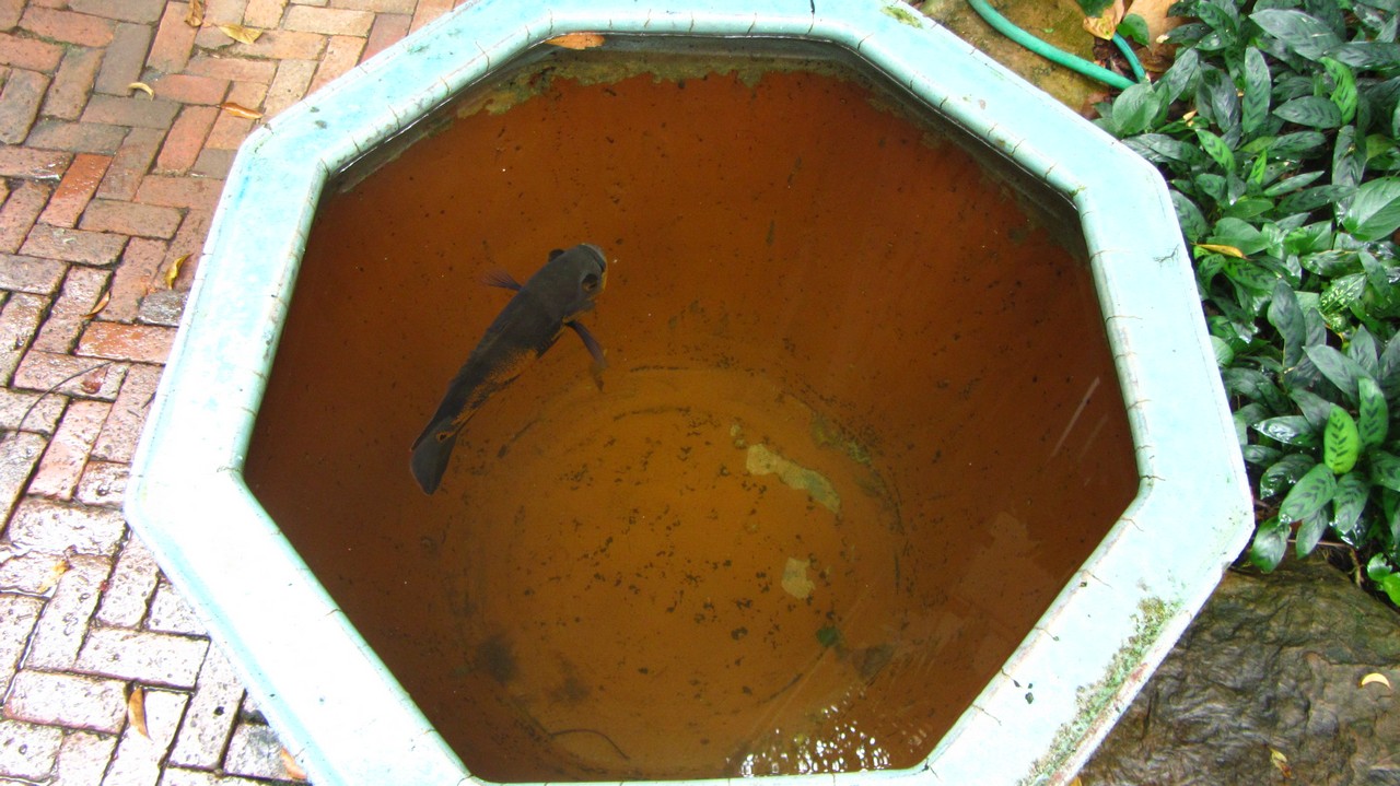 Einsamer Fisch