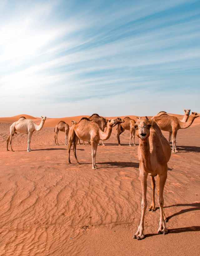 Traveling to Dubai