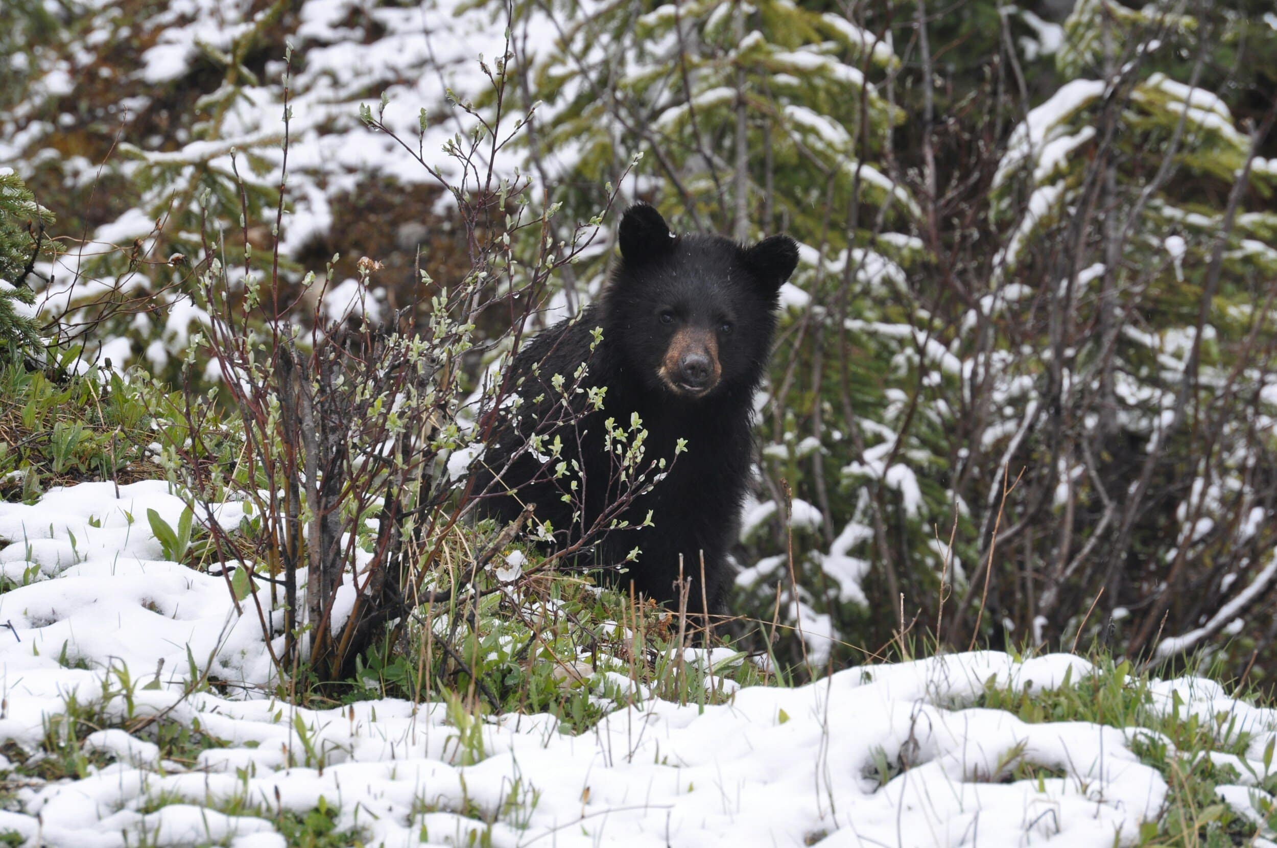 bear in the snowy trees