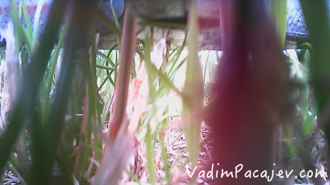 x-bee-drone2-PIC000