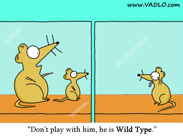 Wild Type and Transgnic Mice - Wild Type Mouse.