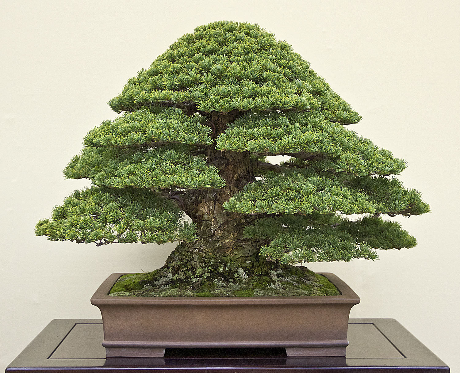 Japan International Bonsai Tour Exploration Autumn 2013, Part 5
