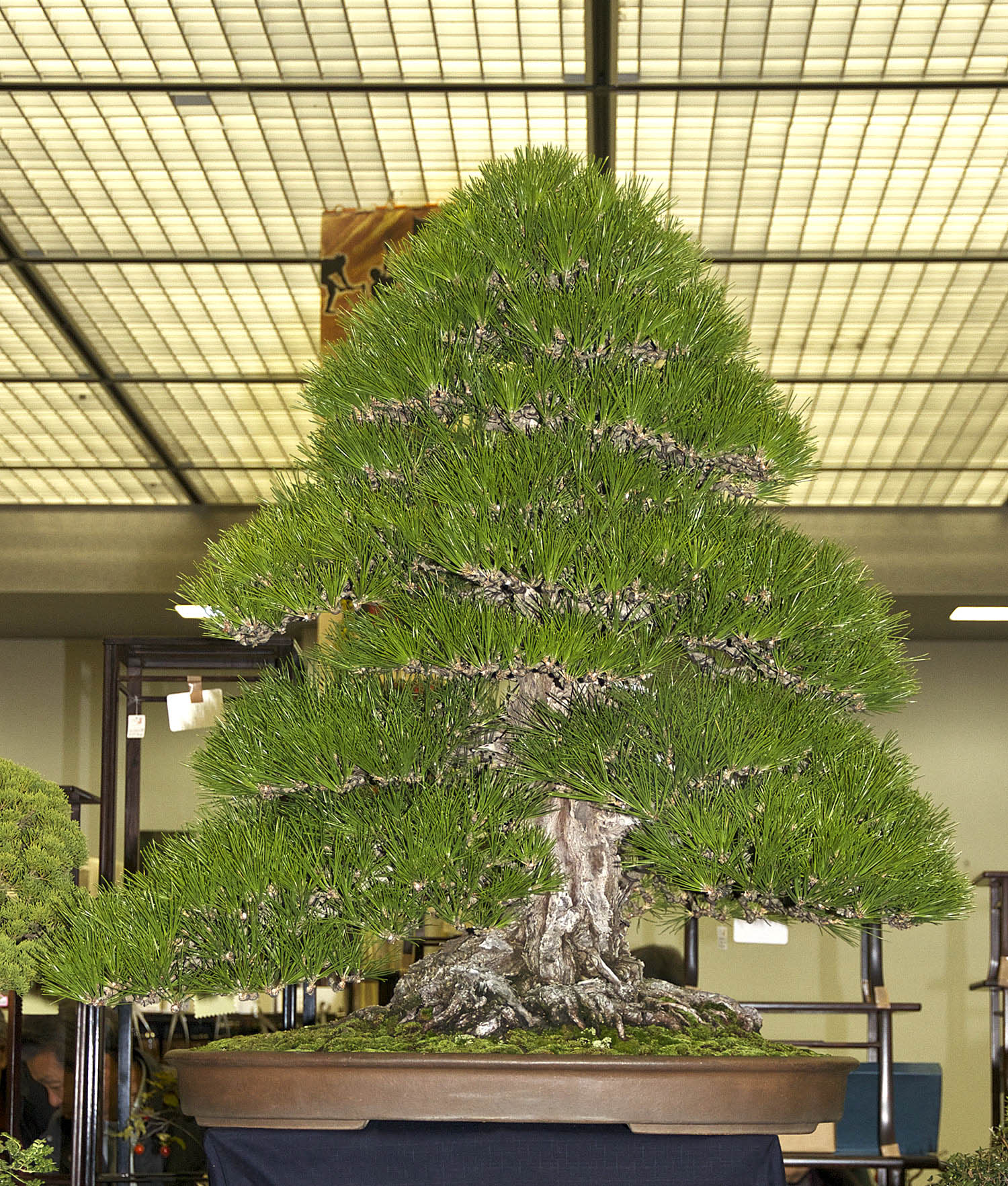 Japan International Bonsai Tour Exploration Autumn 2013, Part 4