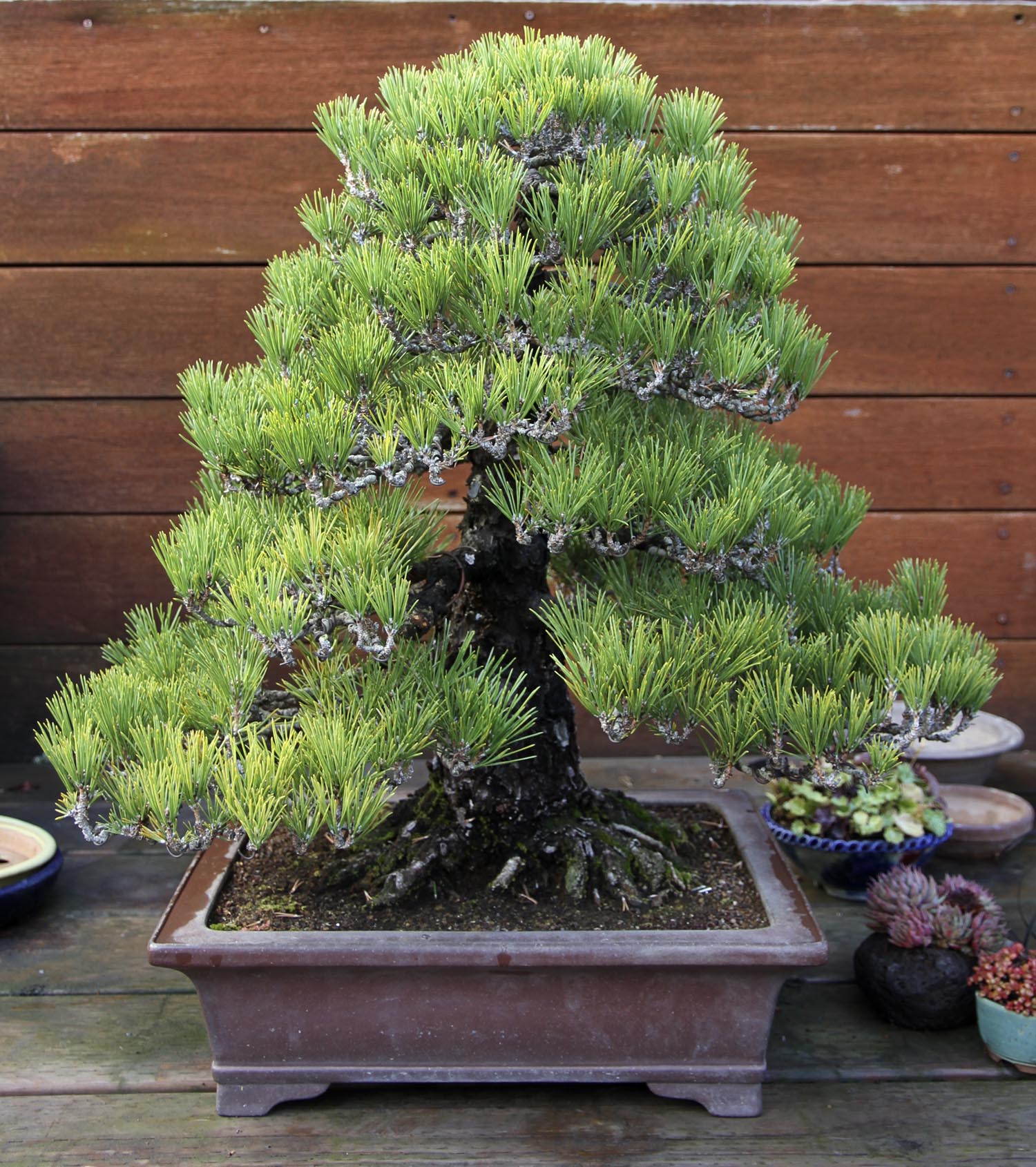 A visit To Bonsai Boon & A Suiseki Collection Valavanis Bonsai Blog