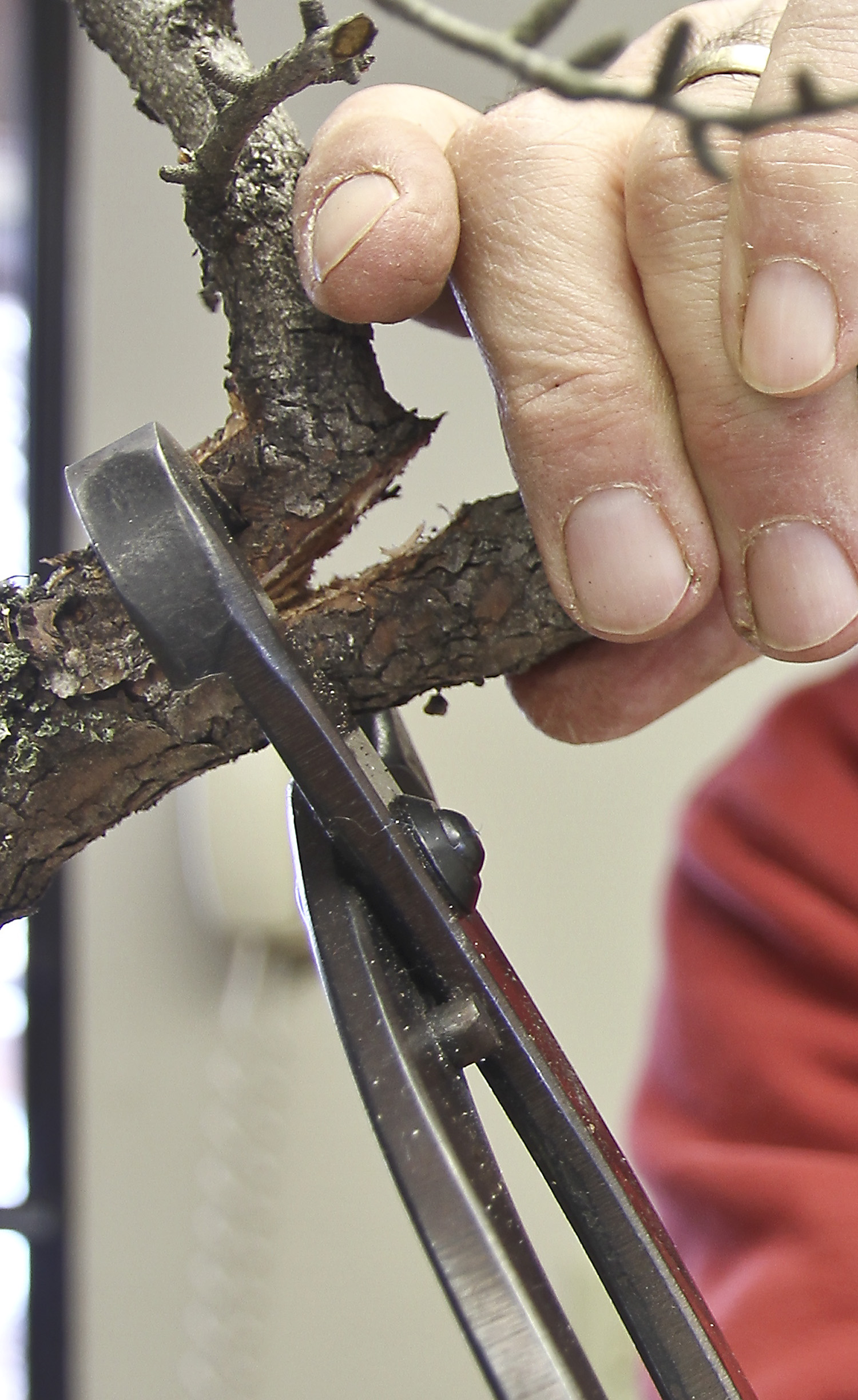 Classical Bonsai MasterClass Session II Valavanis Bonsai Blog