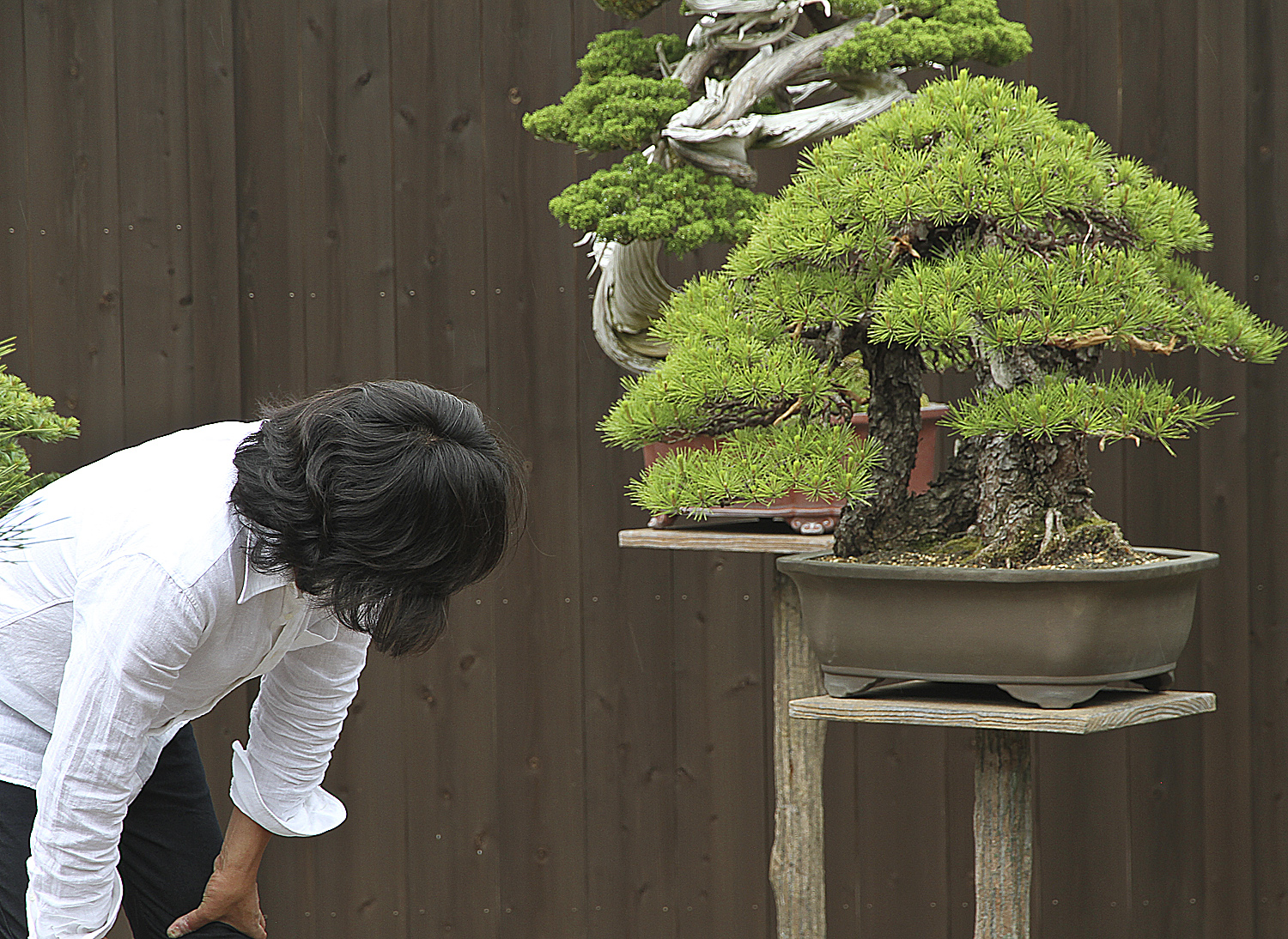 Japan Satsuki Bonsai Tour– Part 1 – Valavanis Bonsai Blog