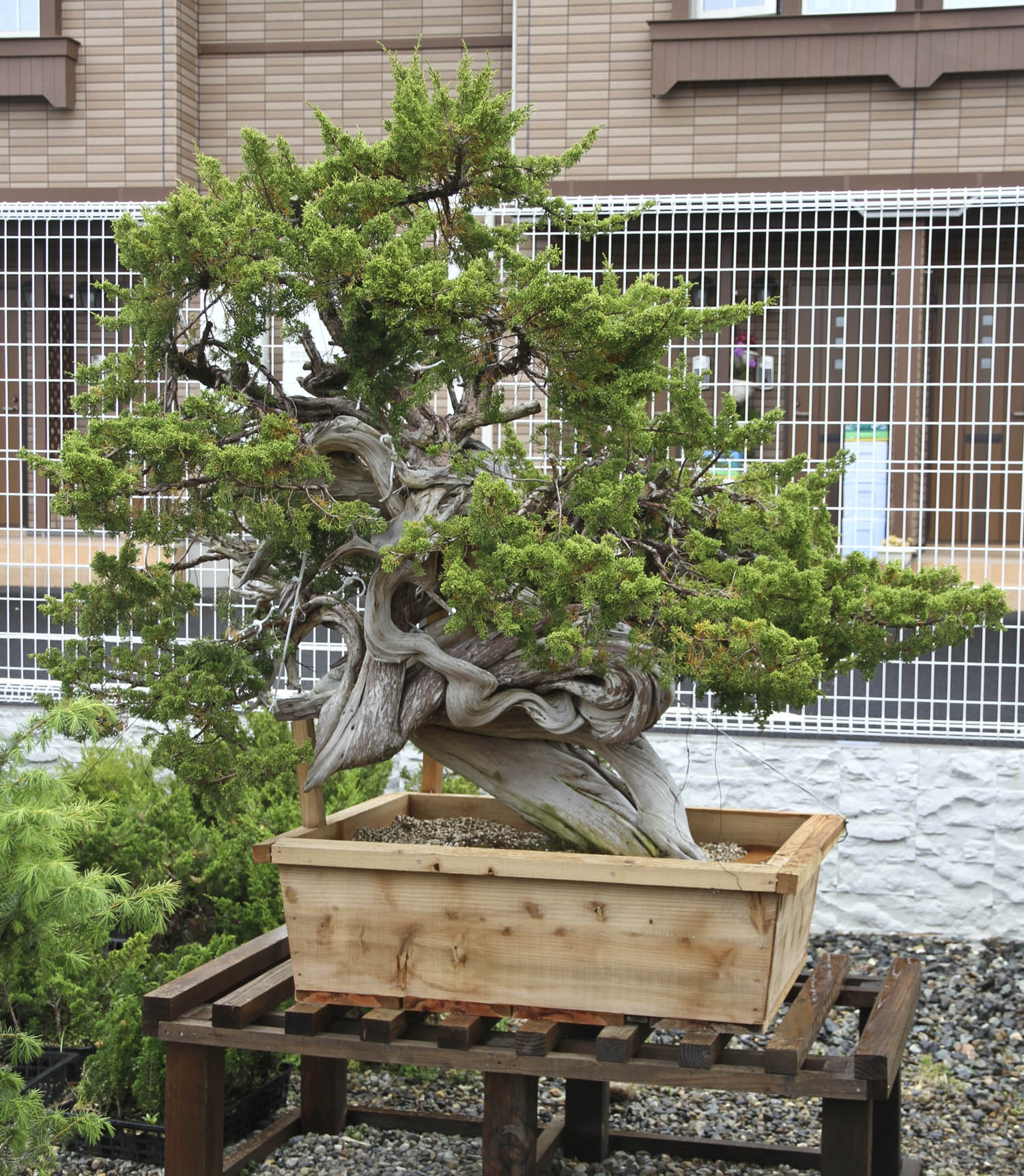 Japan Satsuki Bonsai Tour– Part 1 – Valavanis Bonsai Blog