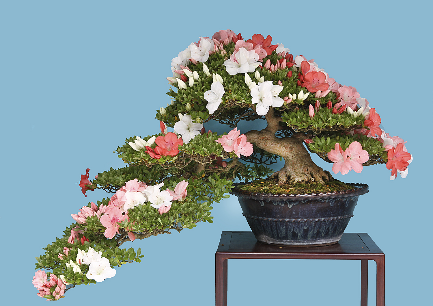 寿香ページ！☆♪ Japan Satsuki Bonsai Tour– Part 3 – Valavanis Bonsai Blog