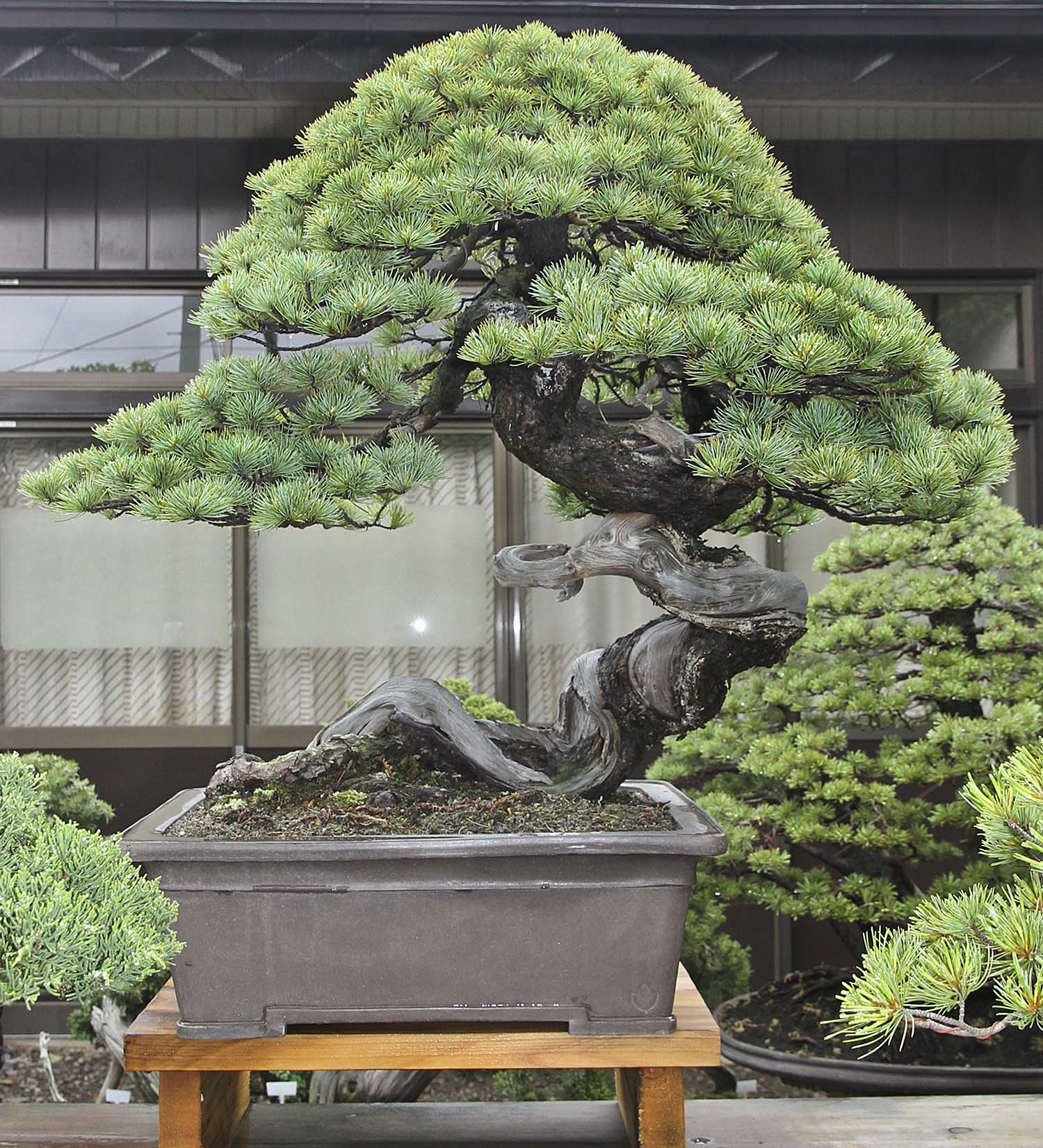 Japan Satsuki Bonsai Tour– Part 2 – Valavanis Bonsai Blog