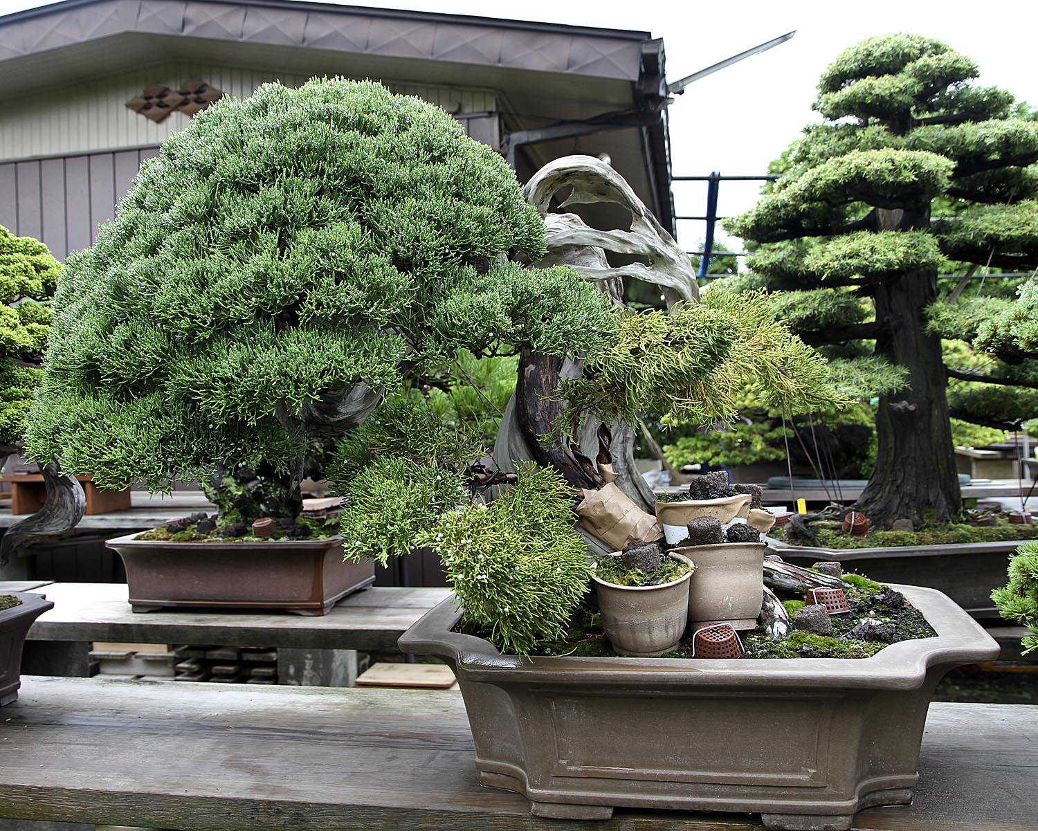 Japan Satsuki Bonsai Tour Part 2 Valavanis Bonsai Blog