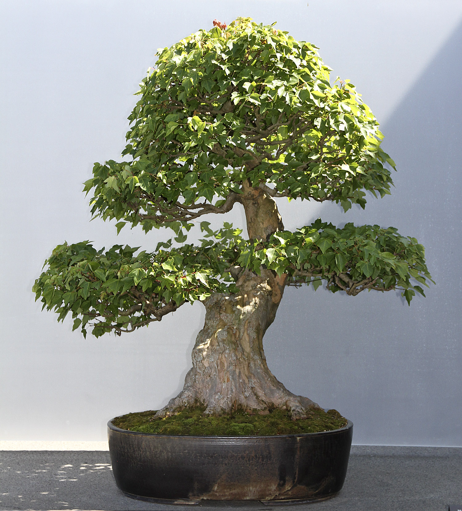 CHICAGO BOTANIC GARDEN BONSAI COLLECTION Valavanis Bonsai Blog