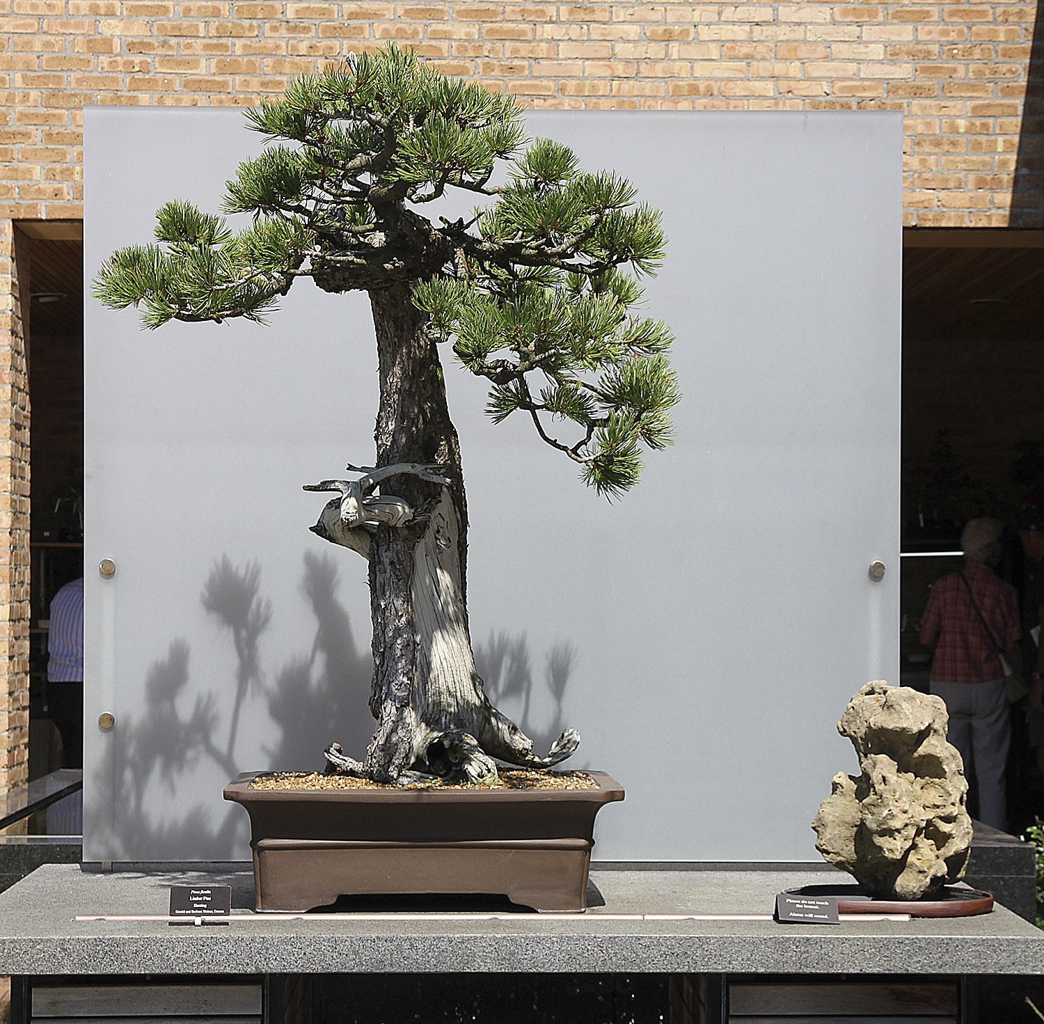 CHICAGO BOTANIC GARDEN BONSAI COLLECTION Valavanis Bonsai Blog