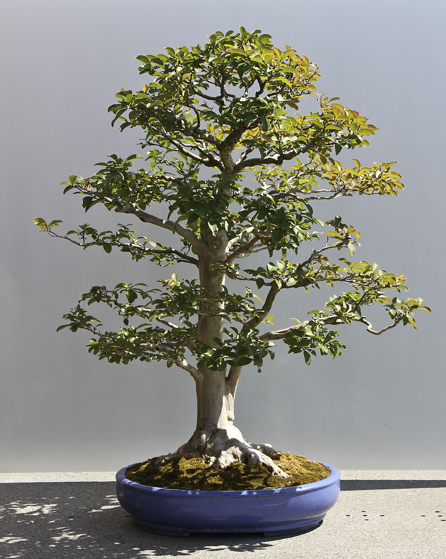 CHICAGO BOTANIC GARDEN BONSAI COLLECTION Valavanis Bonsai Blog