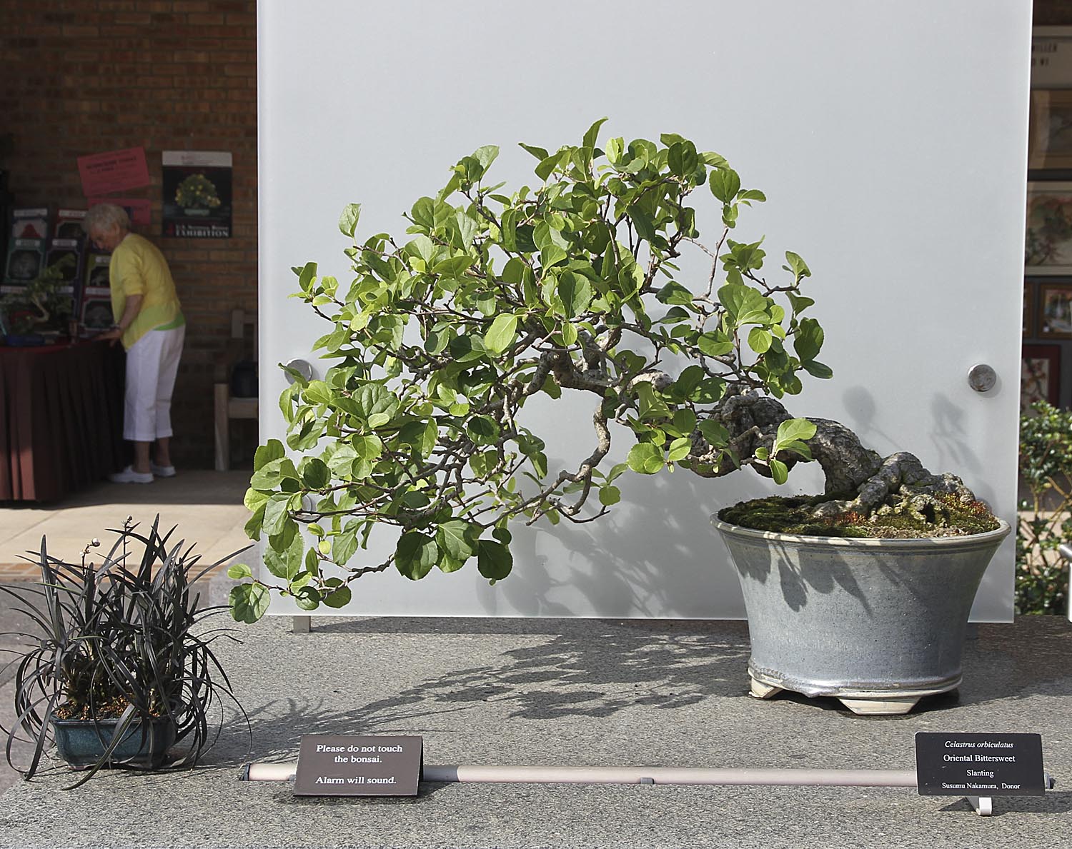 CHICAGO BOTANIC GARDEN BONSAI COLLECTION Valavanis Bonsai Blog