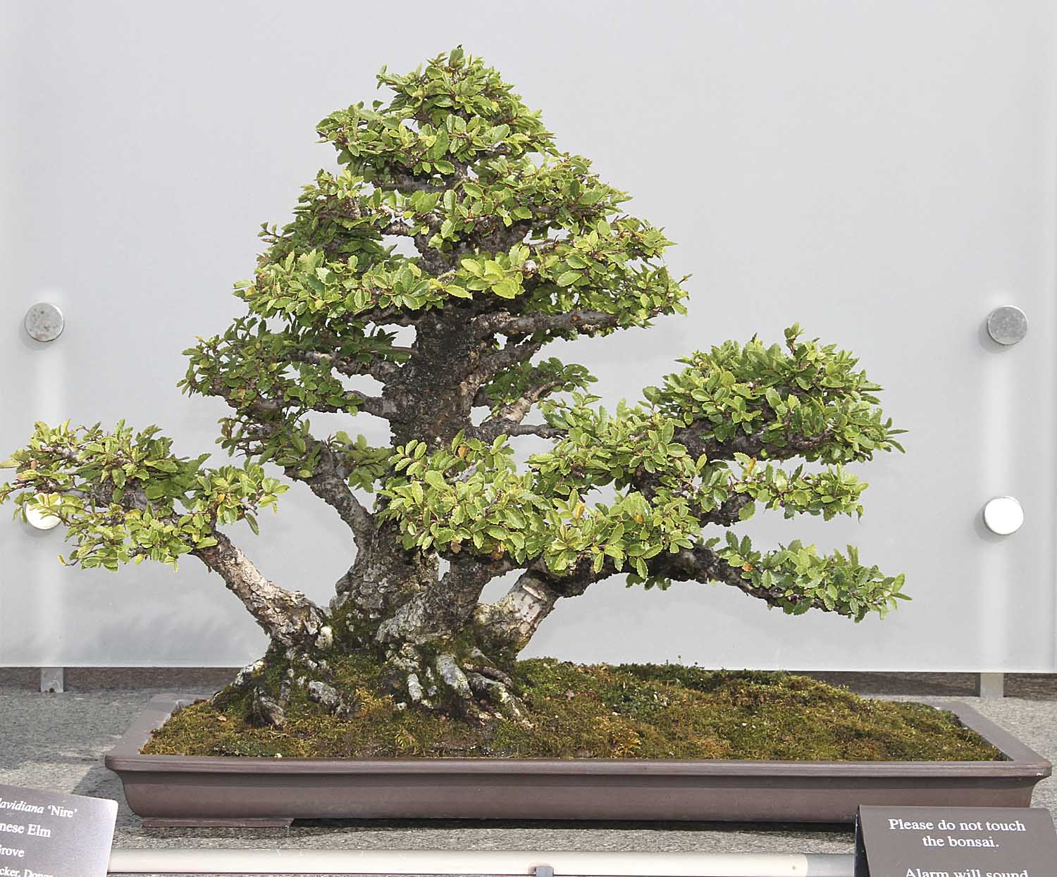 CHICAGO BOTANIC GARDEN BONSAI COLLECTION Valavanis Bonsai Blog
