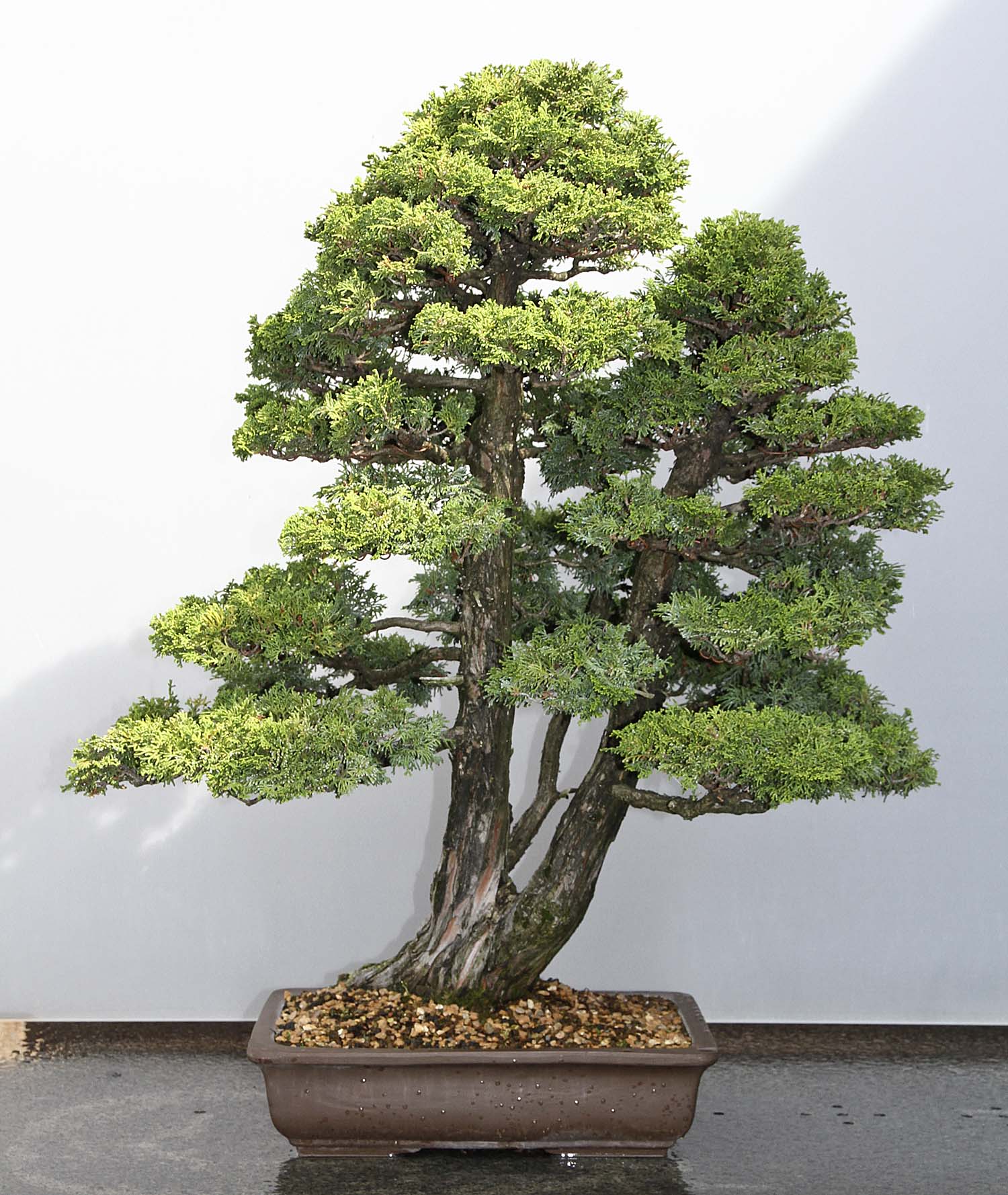 CHICAGO BOTANIC GARDEN BONSAI COLLECTION Valavanis Bonsai Blog