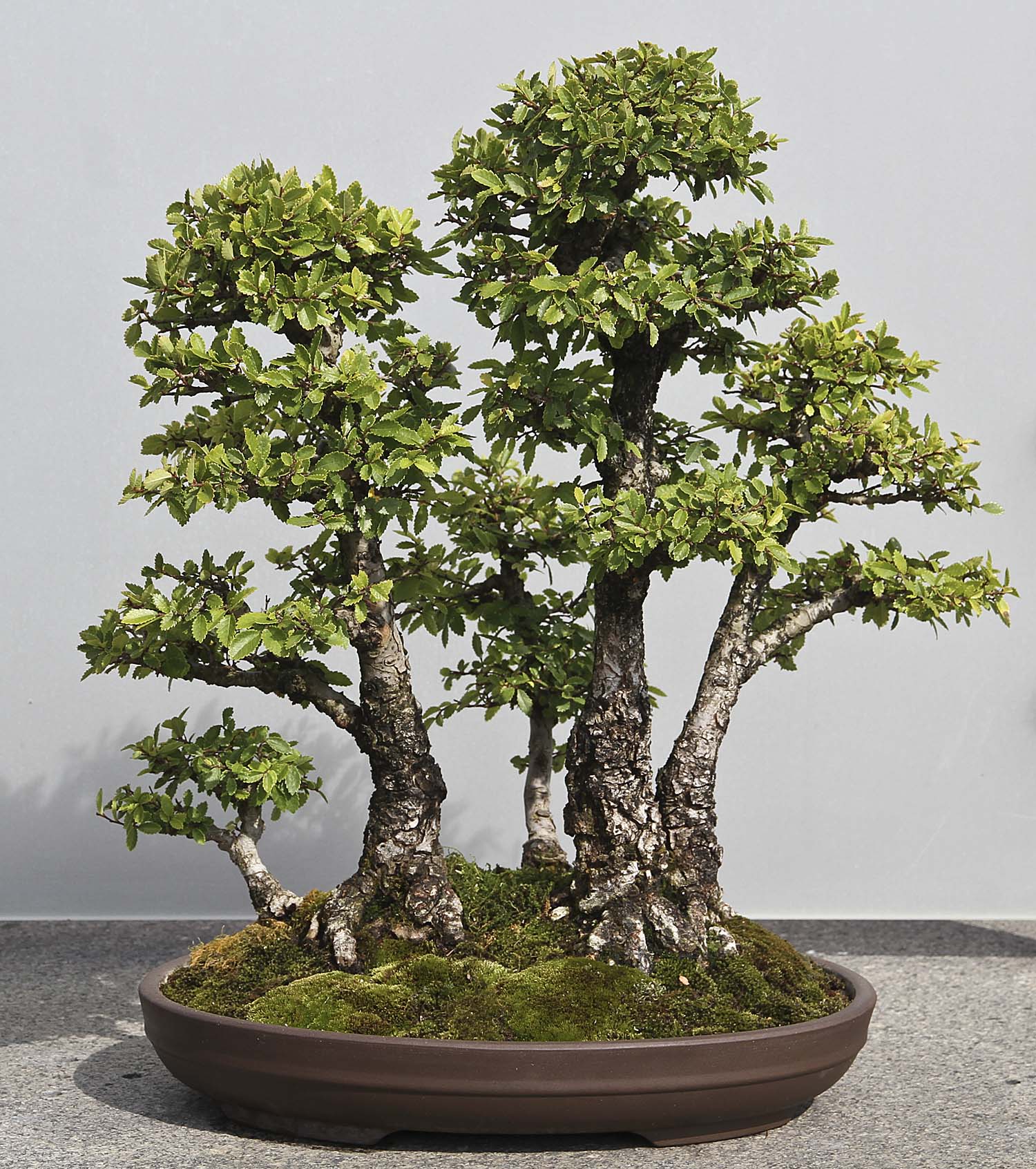 CHICAGO BOTANIC GARDEN BONSAI COLLECTION Valavanis Bonsai Blog