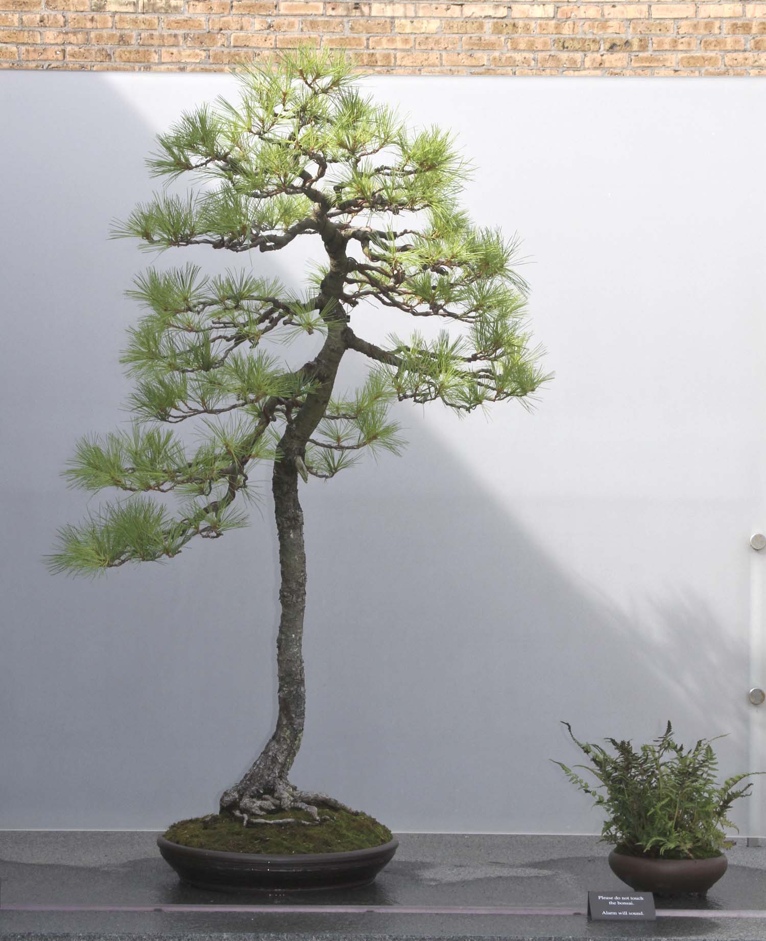 CHICAGO BOTANIC GARDEN BONSAI COLLECTION Valavanis Bonsai Blog