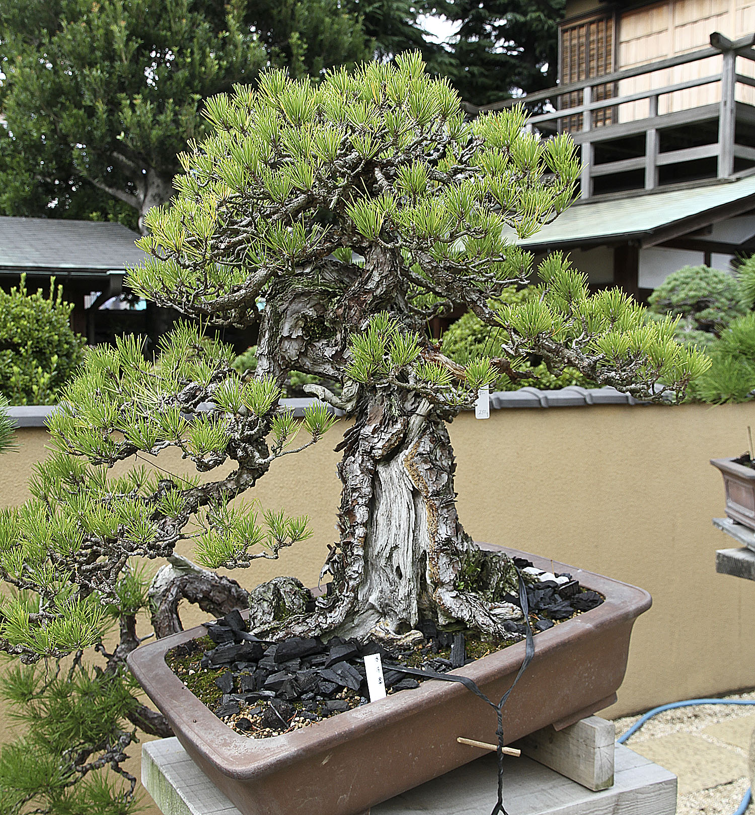 A Visit To Shunka-en Bonsai Museum – Valavanis Bonsai Blog