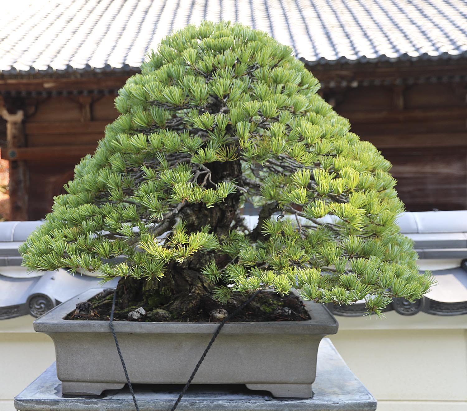 AUTUMN 2014 JAPAN BONSAI EXPLORATION– Part 6 (Final?) – Valavanis