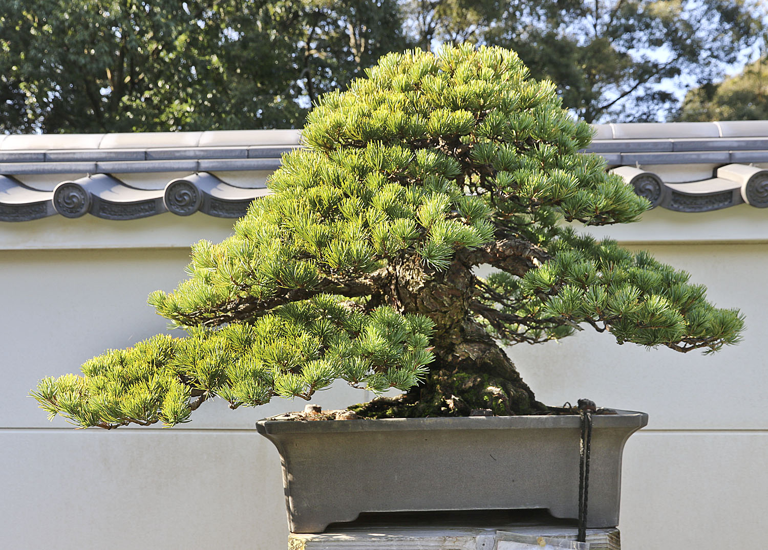 AUTUMN 2014 JAPAN BONSAI EXPLORATION– Part 6 (Final?) – Valavanis
