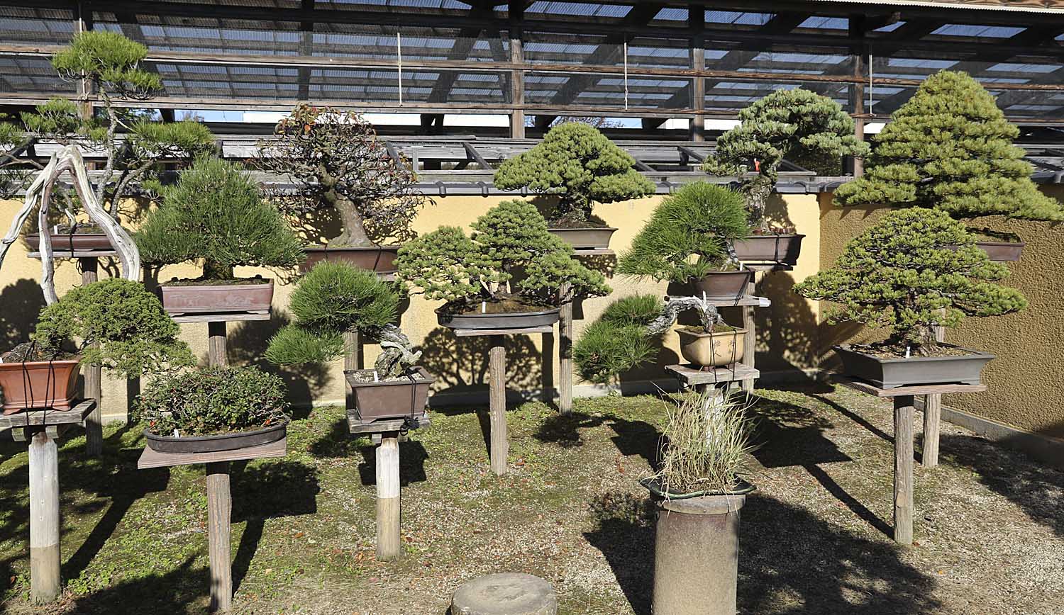AUTUMN 2014 JAPAN BONSAI EXPLORATION– Part 1 – Valavanis Bonsai Blog