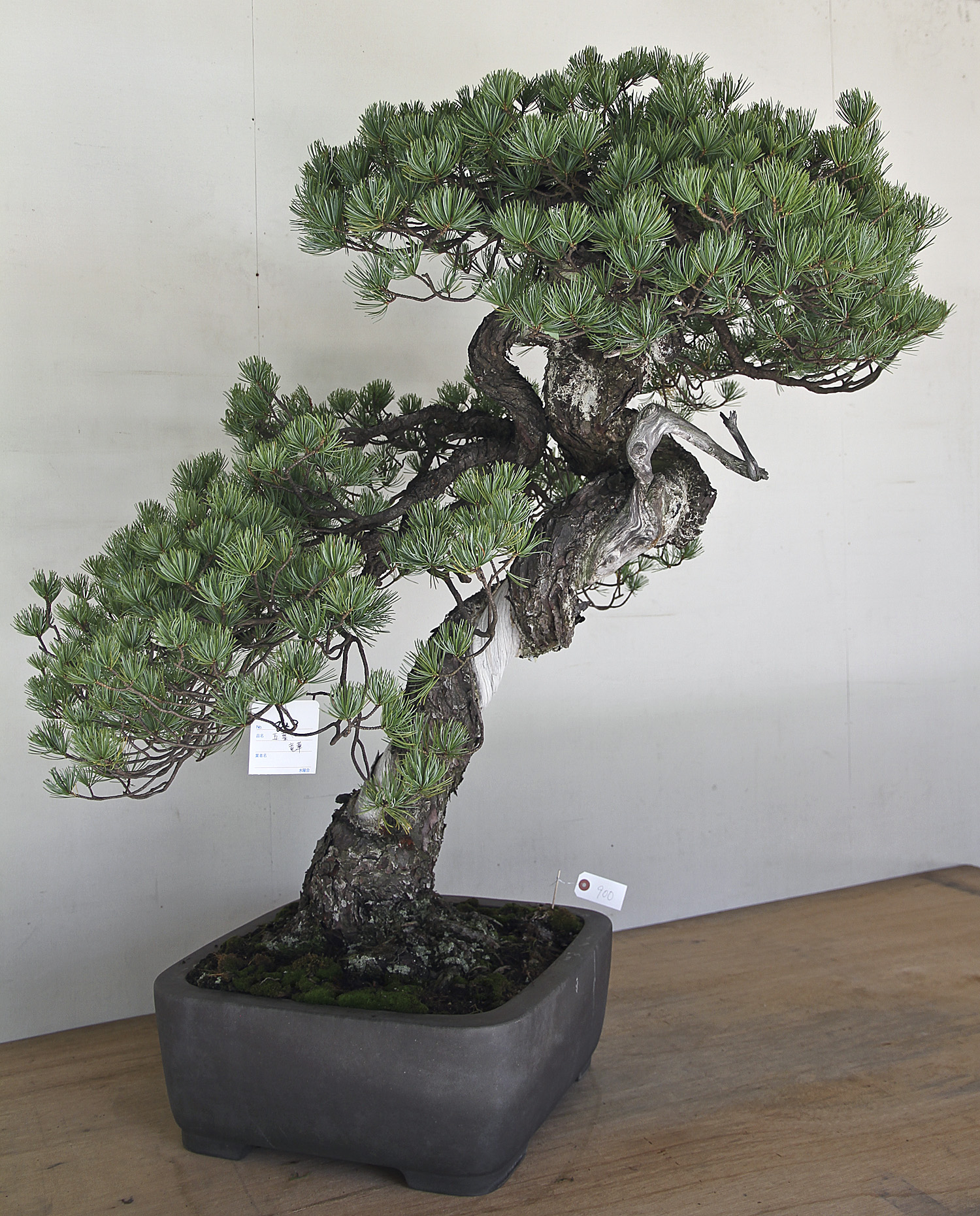 AUTUMN 2014 JAPAN BONSAI EXPLORATION– Part 1 – Valavanis Bonsai Blog