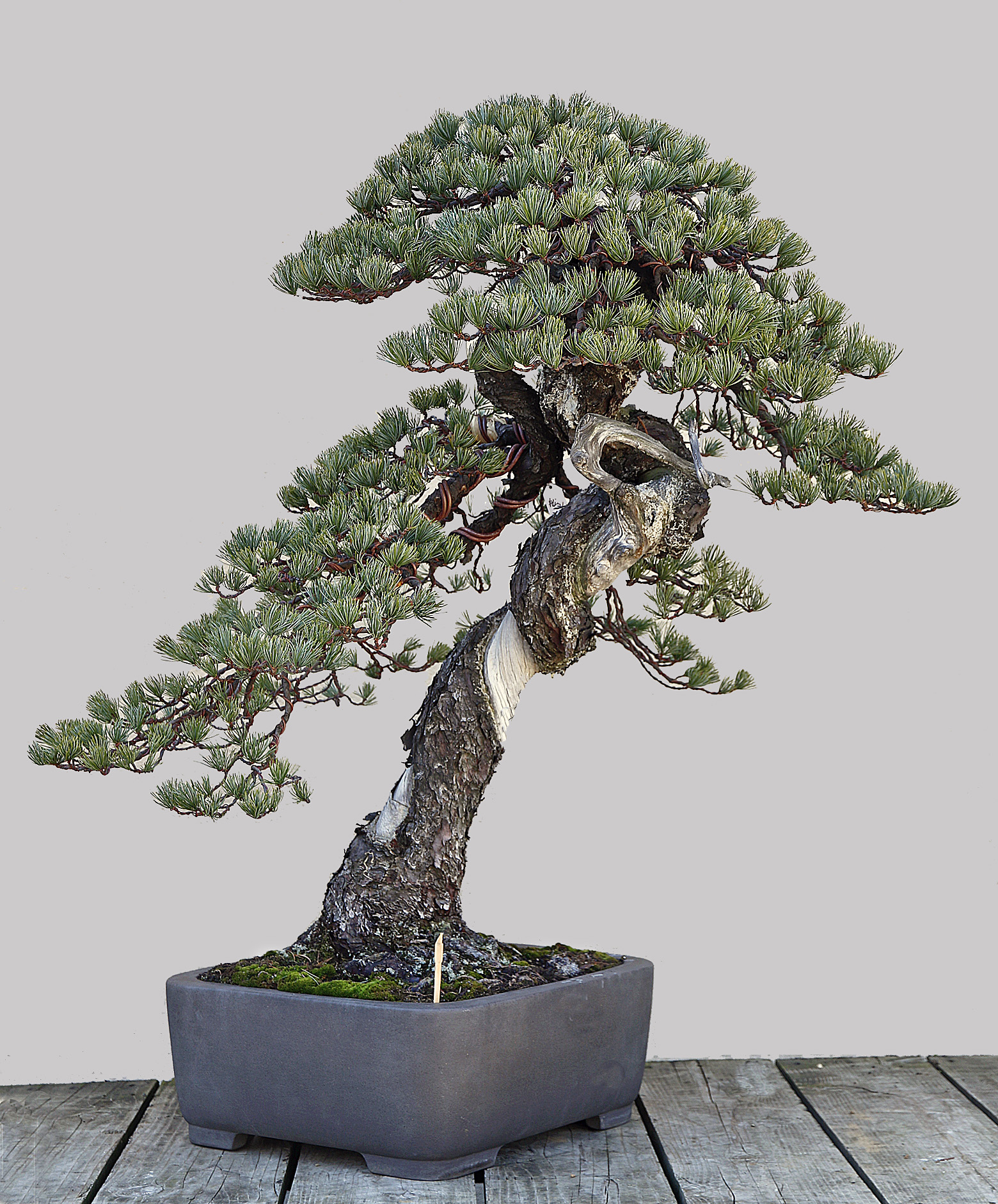 AUTUMN 2014 JAPAN BONSAI EXPLORATION– Part 1 – Valavanis Bonsai Blog