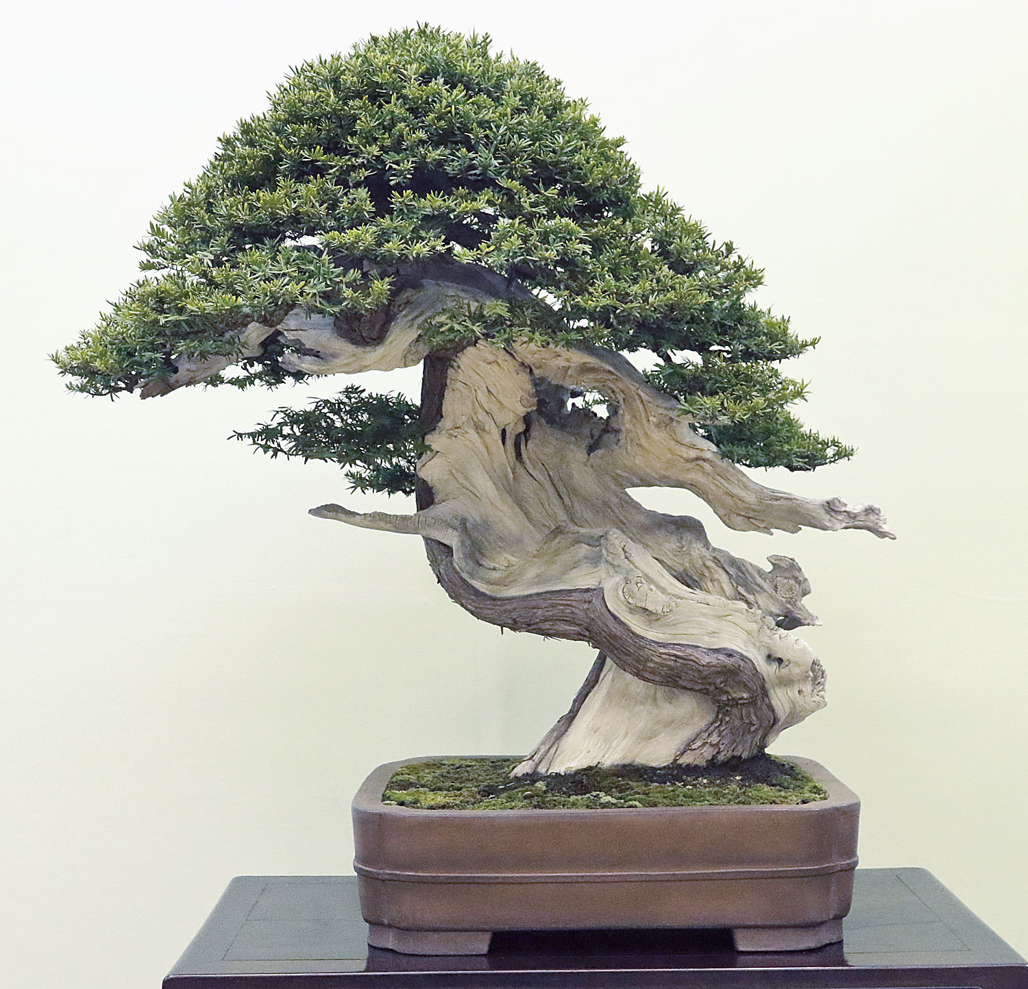 AUTUMN 2014 JAPAN BONSAI EXPLORATION– Part 4 – Valavanis Bonsai Blog
