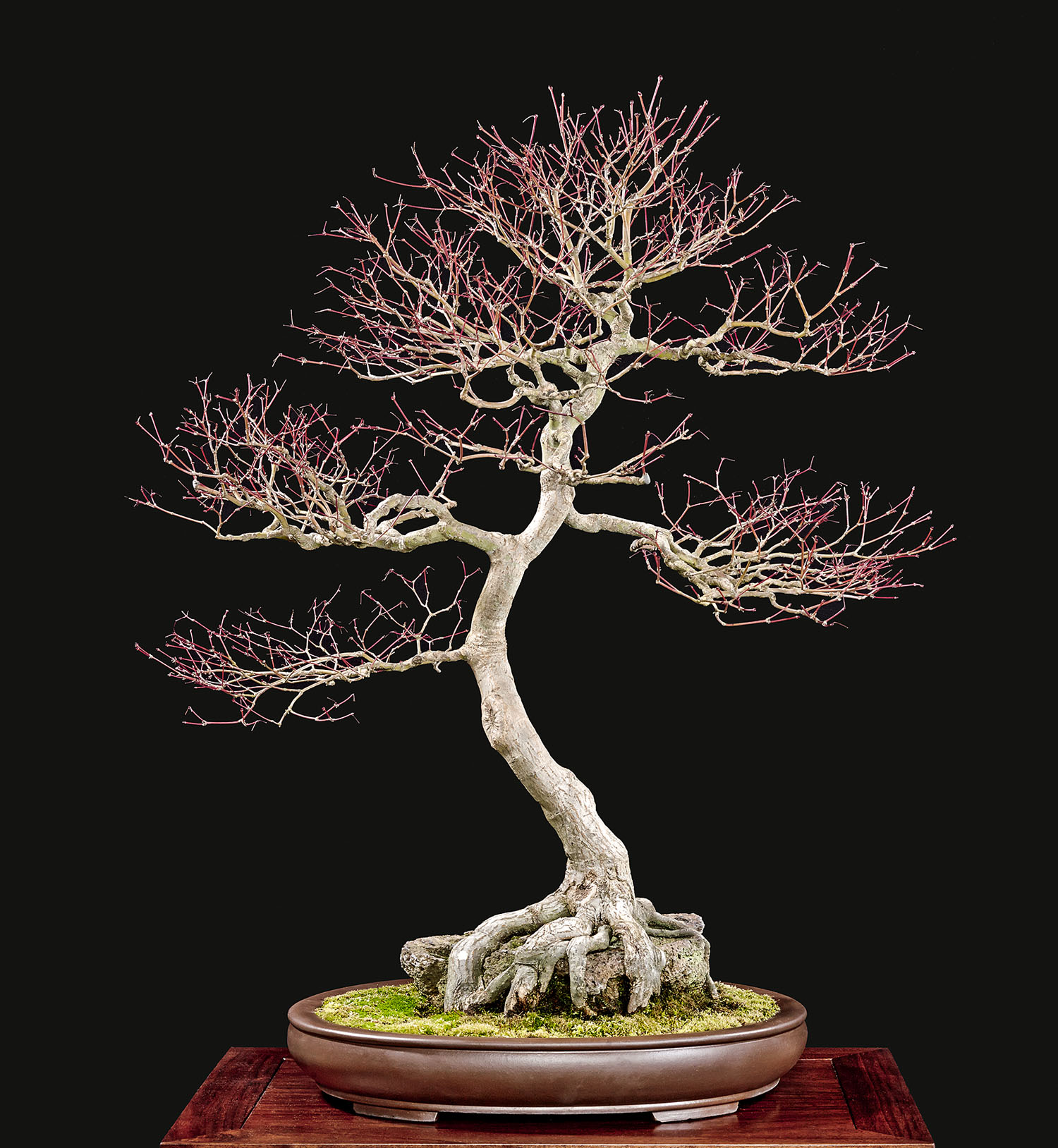 December 2014 – Valavanis Bonsai Blog