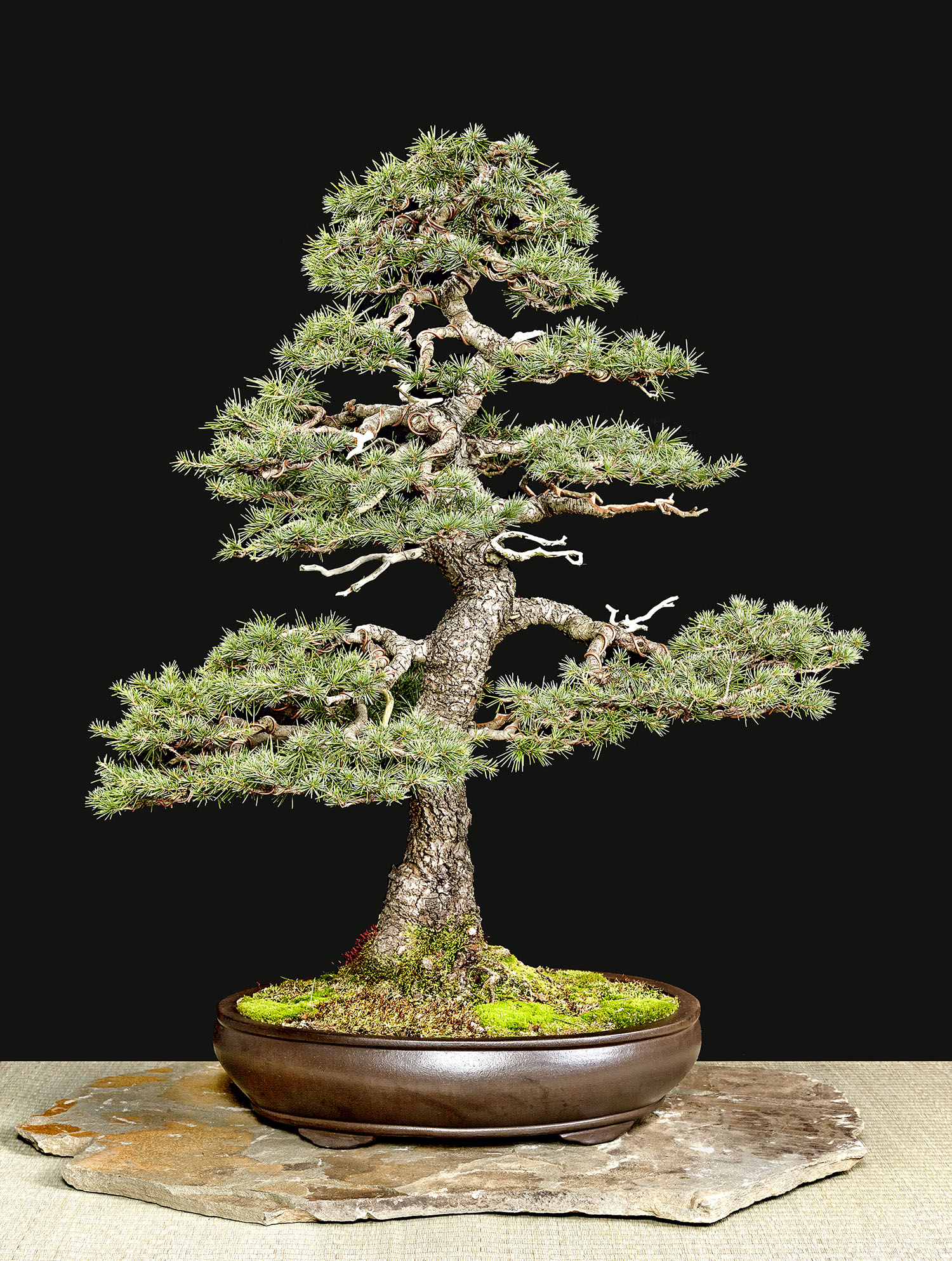 December 2014 – Valavanis Bonsai Blog