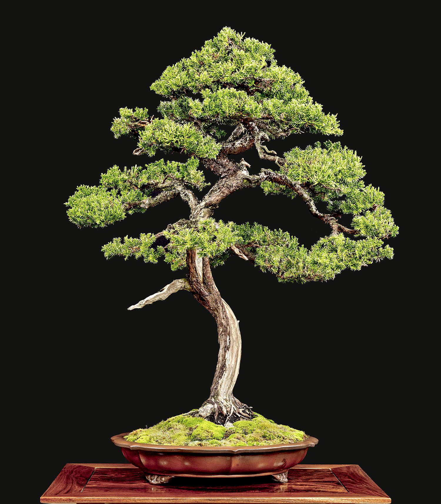 WINTER SILHOUETTE BONSAI EXPO– Part 2 – Valavanis Bonsai Blog