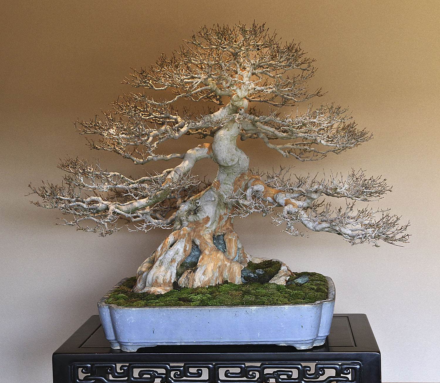 Omiya Bonsai Village, Masahiko Kimura & S-Cube – Valavanis Bonsai Blog