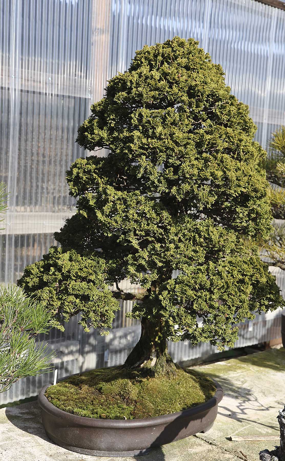 Omiya Bonsai Village, Masahiko Kimura & S-Cube – Valavanis Bonsai Blog
