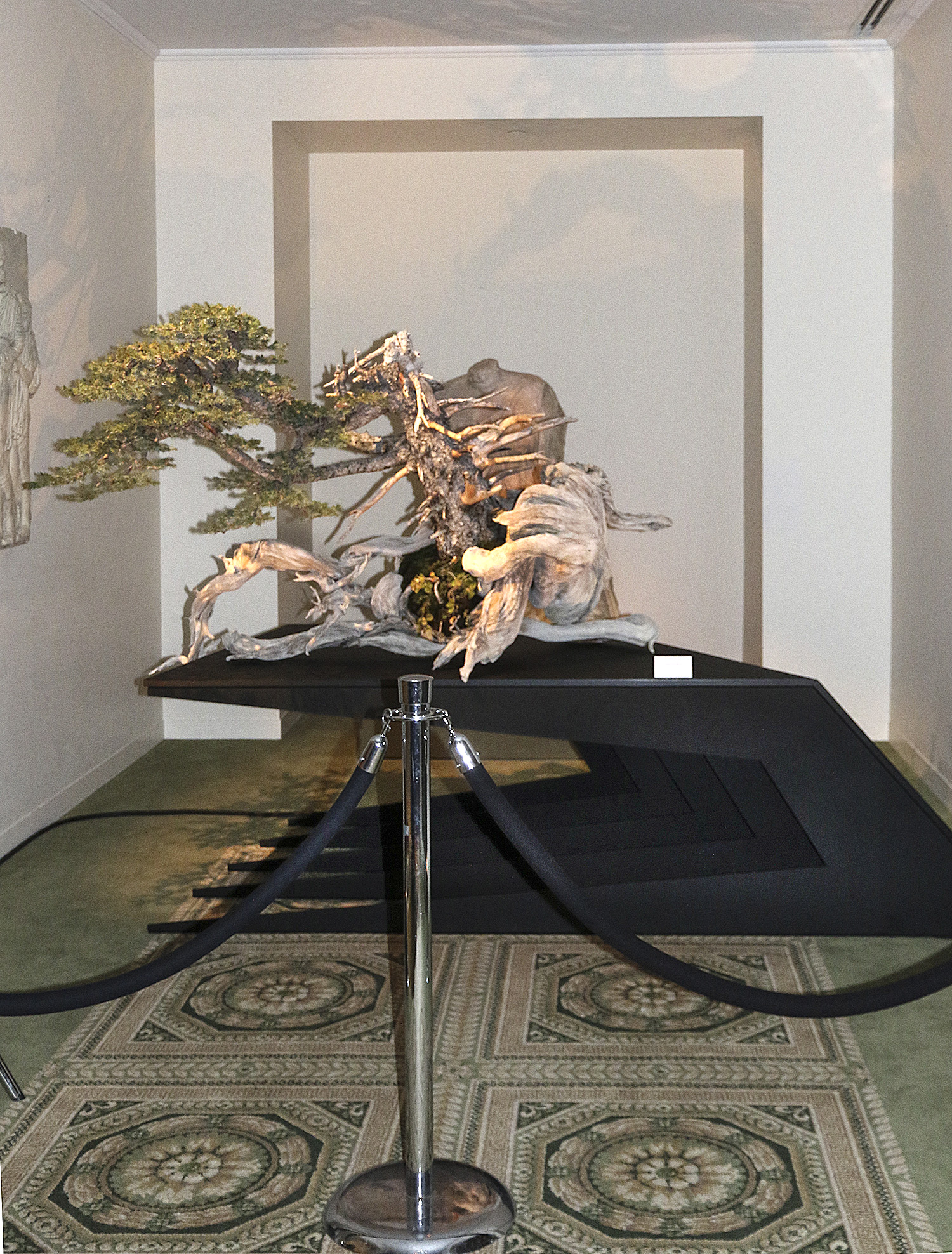 The Artisans Cup– An Exhibition of American Bonsai – Valavanis