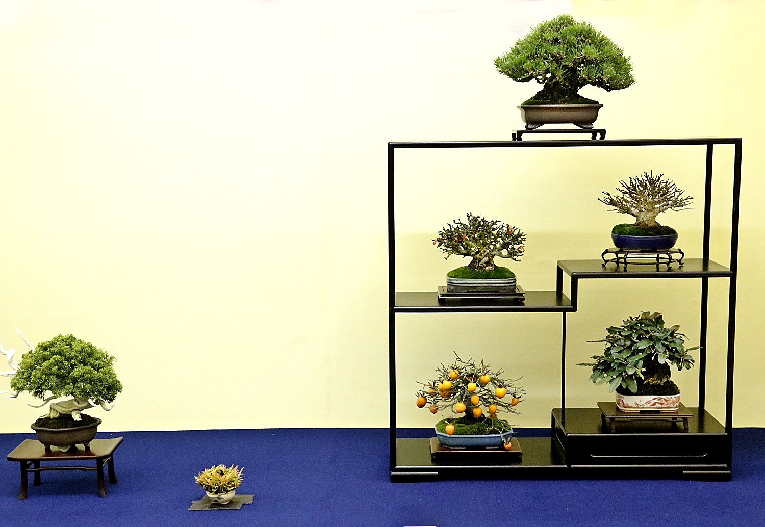 2015 Autumn Japan Bonsai Exploration– Part 4 – Valavanis Bonsai Blog