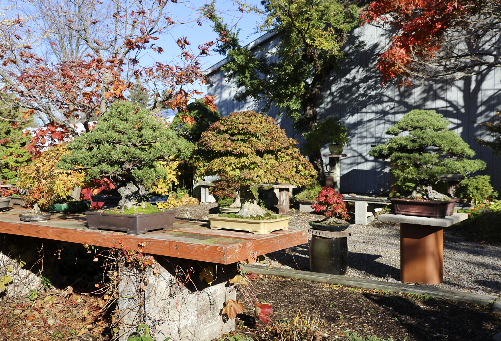 Autumn 2015 At The International Bonsai Arboretum– Part 2