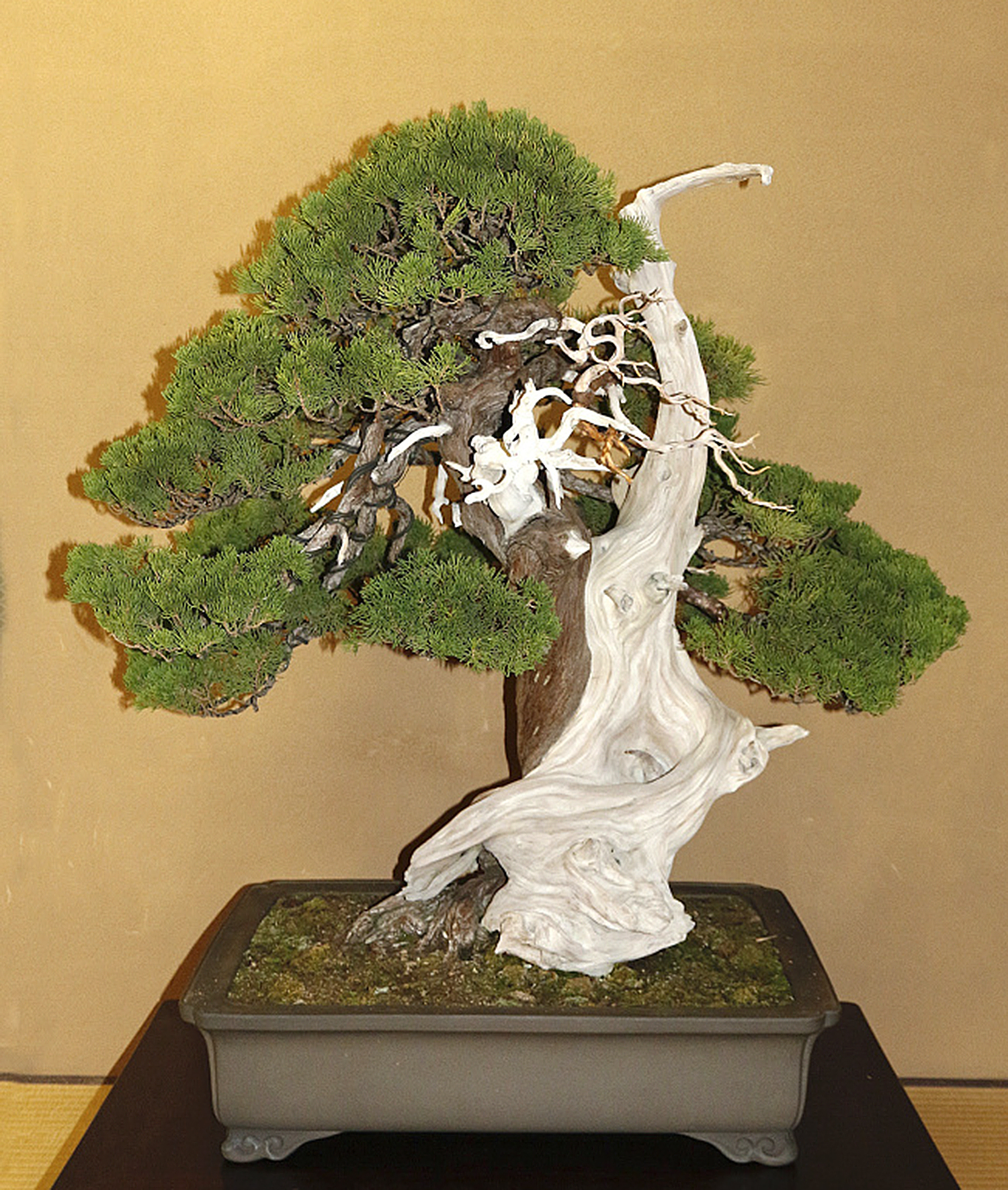 Tohoku Sargent Juniper Bonsai – Valavanis Bonsai Blog