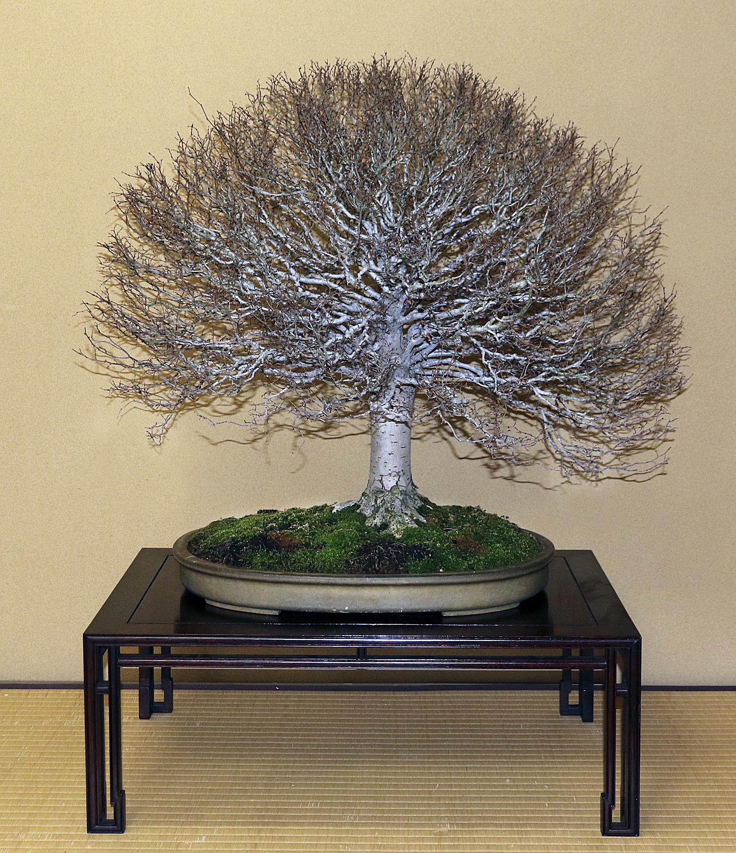 Shunka-en Bonsai Museum – Valavanis Bonsai Blog