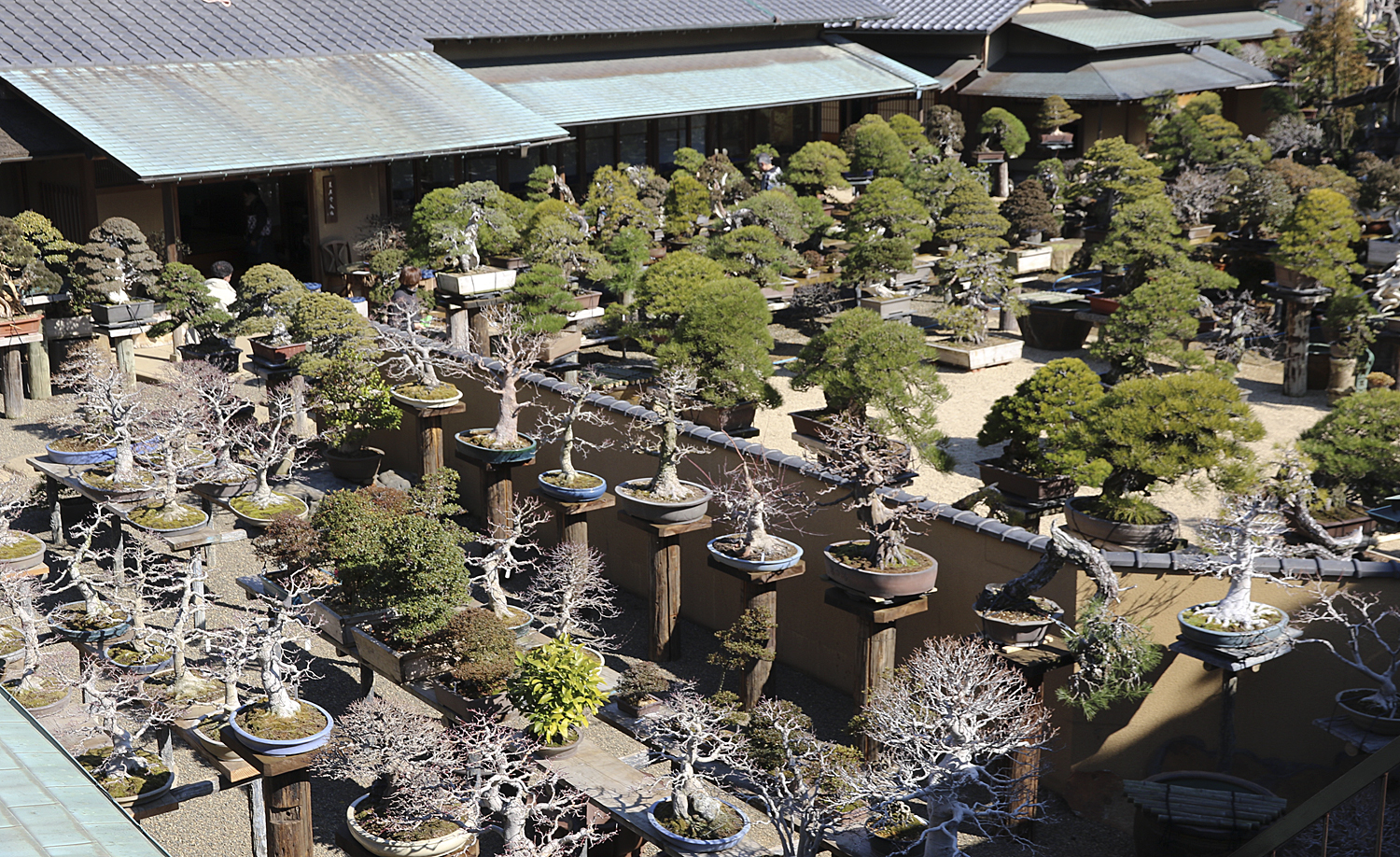Shunka-en Bonsai Museum – Valavanis Bonsai Blog Shunka-en Bonsai Museum – Valavanis Bonsai Blog