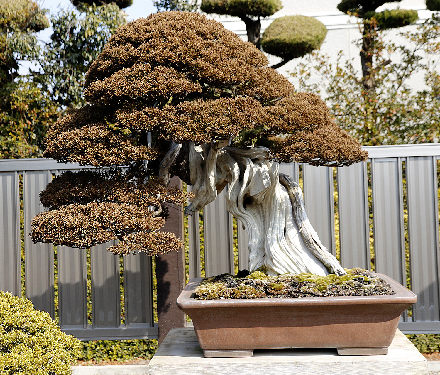 Omiya Bonsai Village & Masahiko Kimura – Valavanis Bonsai Blog