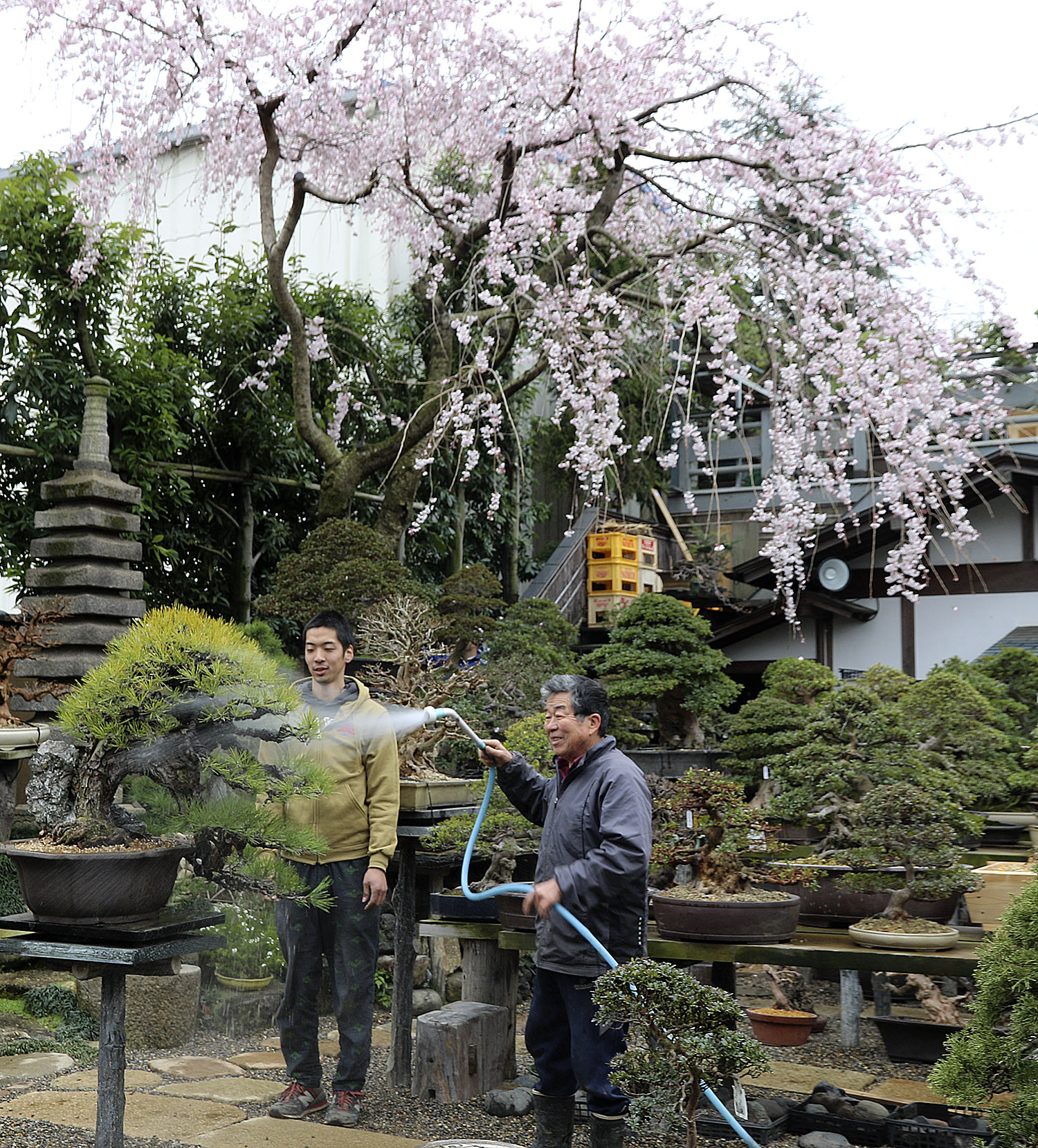 An Early Spring Visit To Shunka-en Bonsai Museum – Valavanis