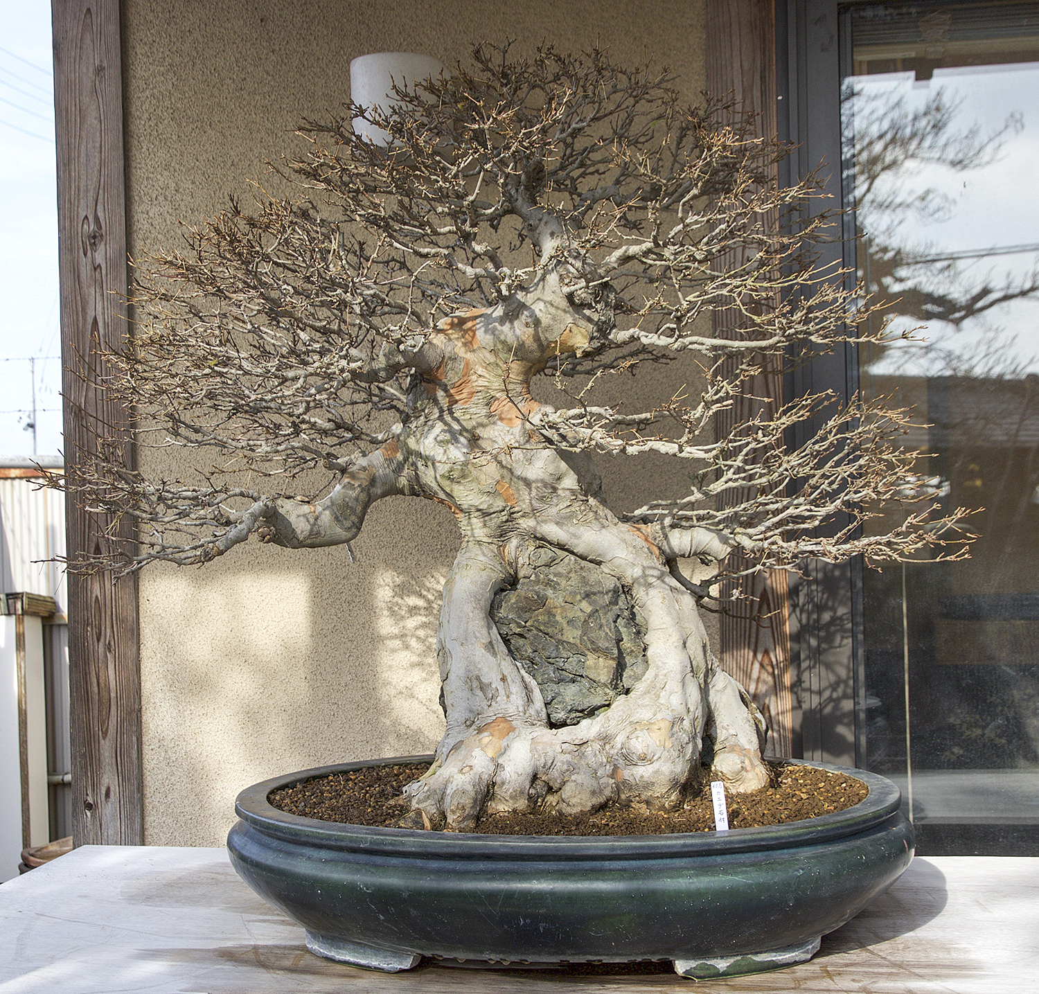 2016 Autumn Japan Bonsai Exploration– Part 1 – Valavanis Bonsai Blog