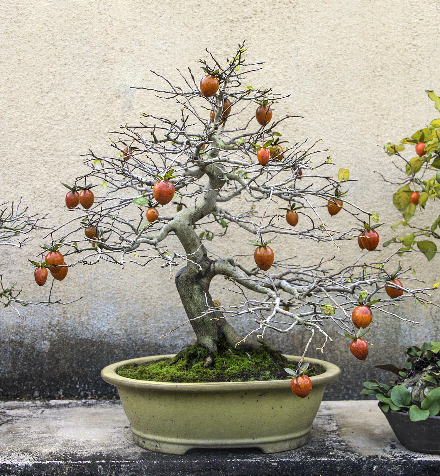 2016 Autumn Japan Bonsai Exploration– Part 3 – Valavanis Bonsai Blog