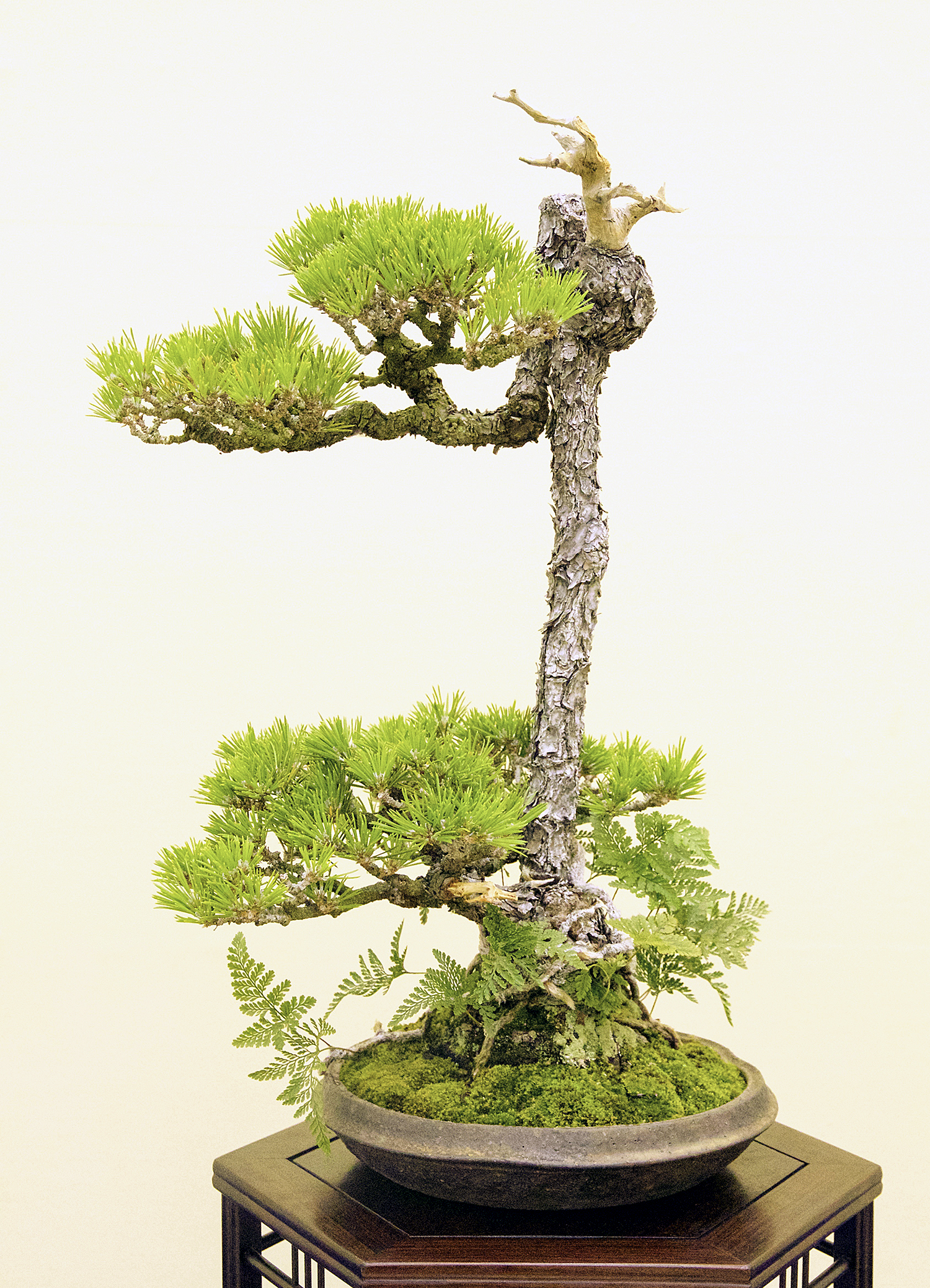 2016 Autumn Japan Bonsai Exploration– Part 4 – Valavanis Bonsai Blog
