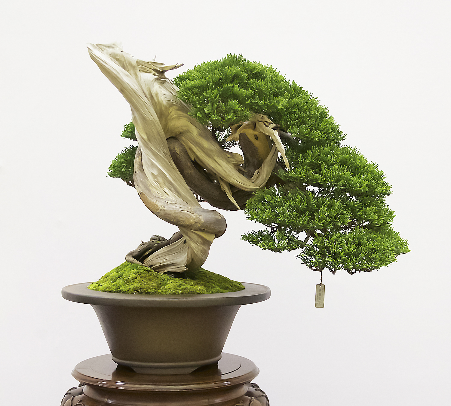 2016 Autumn Japan Bonsai Exploration– Part 4 – Valavanis Bonsai Blog