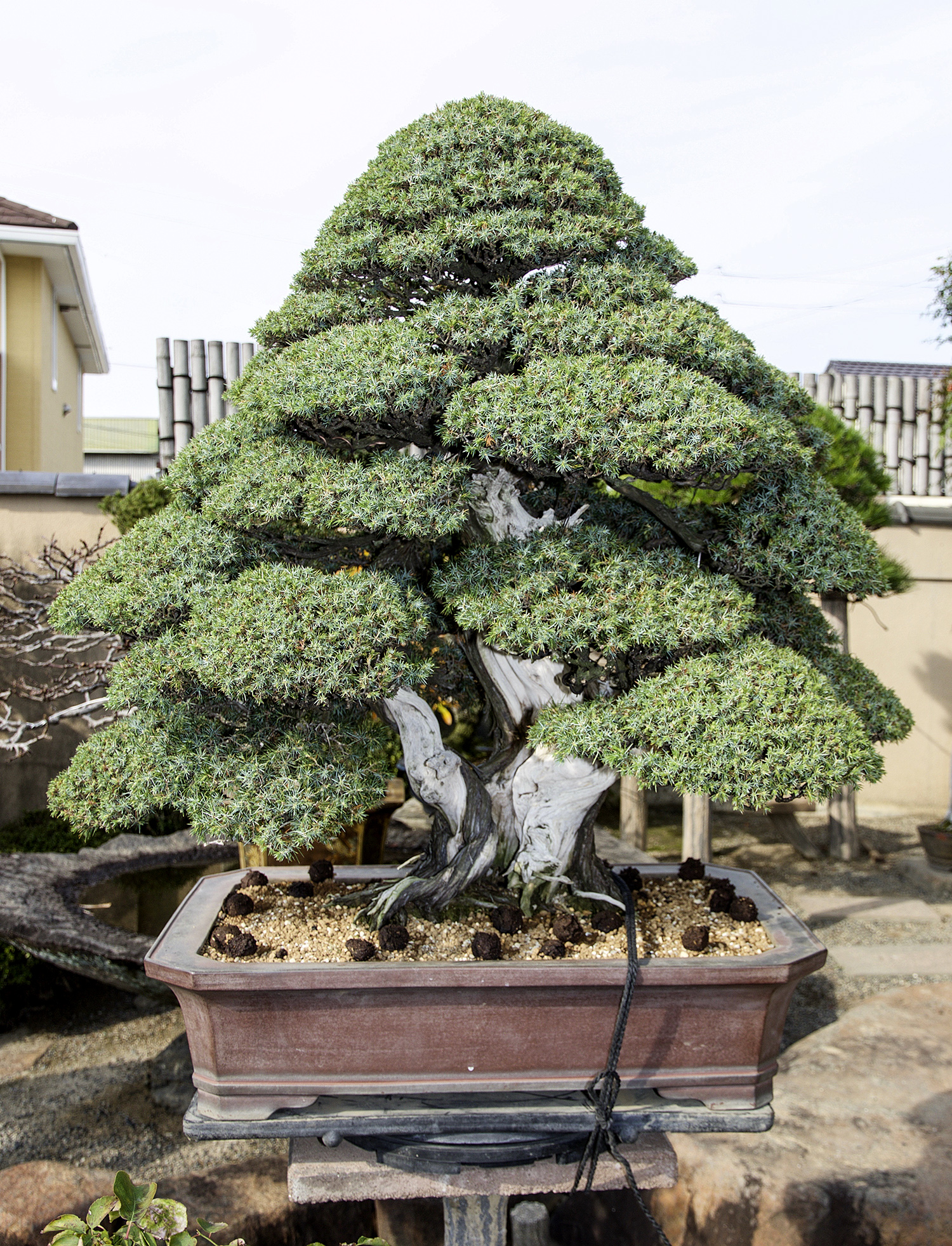 2016 Autumn Japan Bonsai Exploration– Part 3 – Valavanis Bonsai Blog