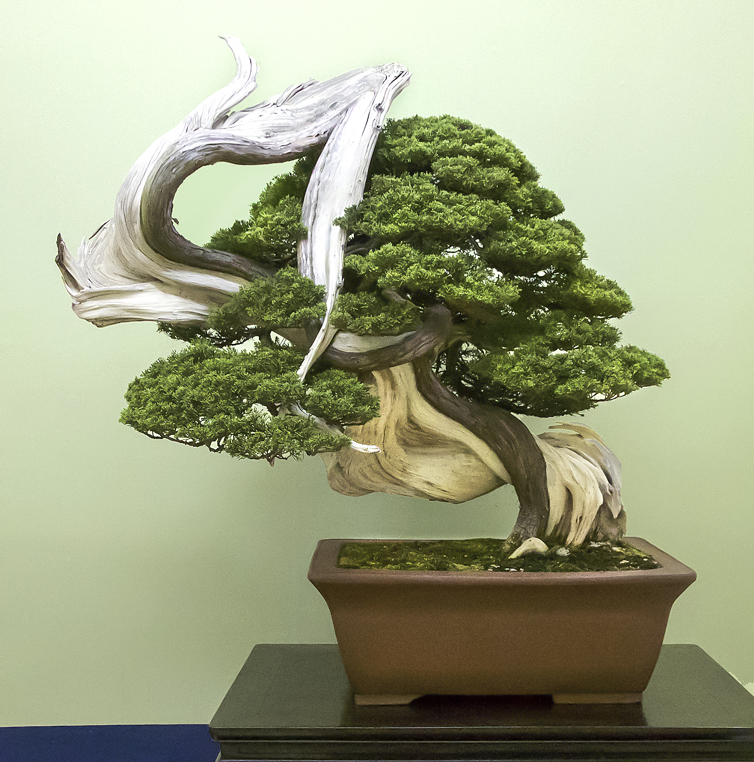 2016 Autumn Japan Bonsai Exploration– Part 4 – Valavanis Bonsai Blog